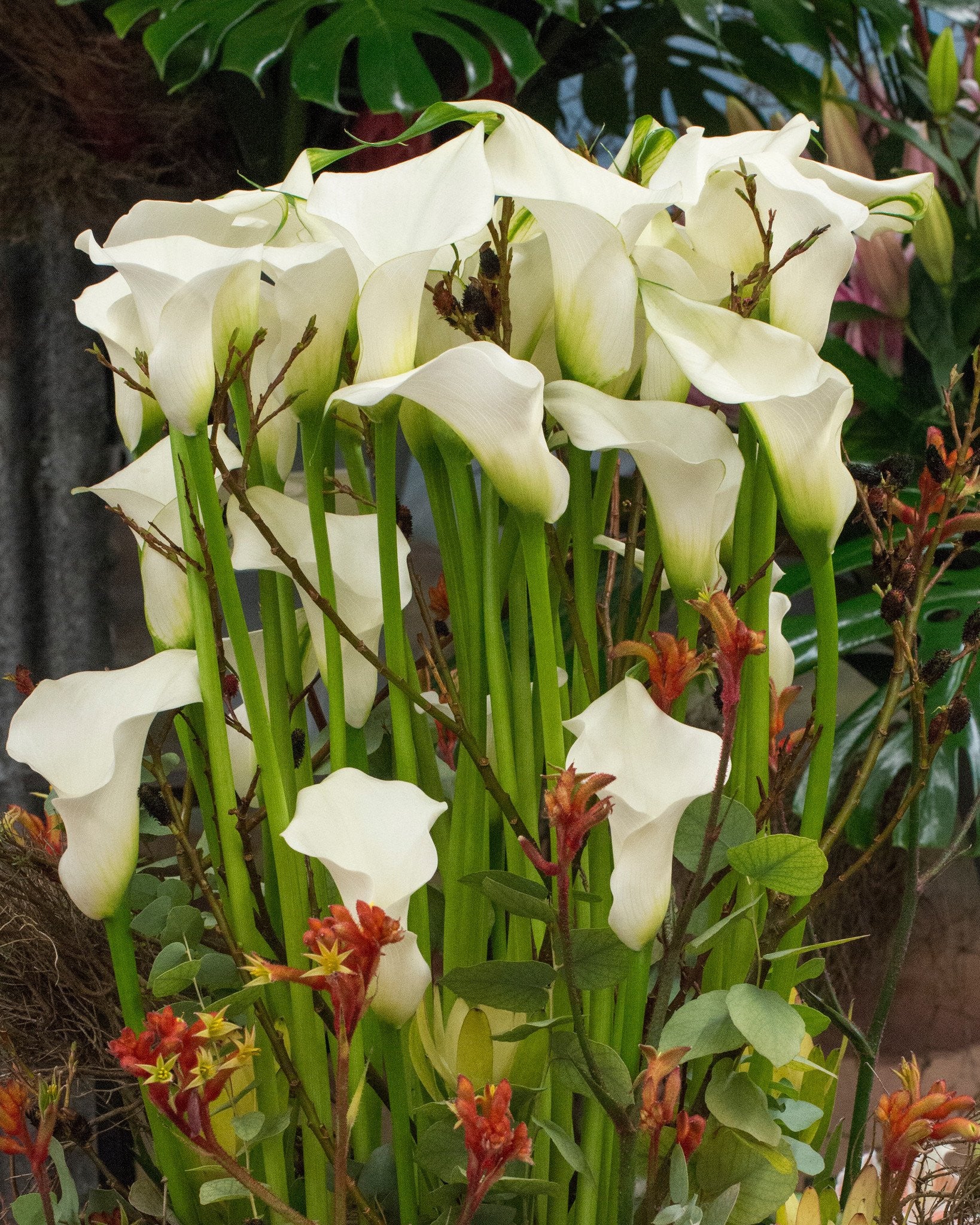 Calla 'Captain Ventura' - Image 3