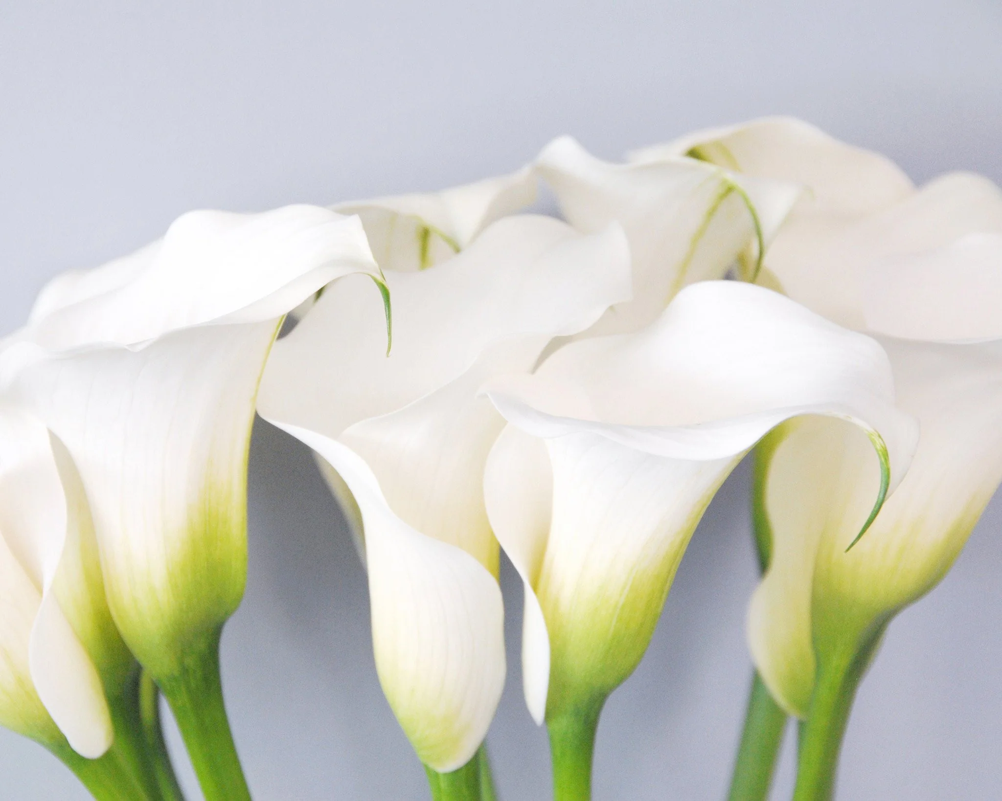 Calla 'Captain Ventura' - Image 6