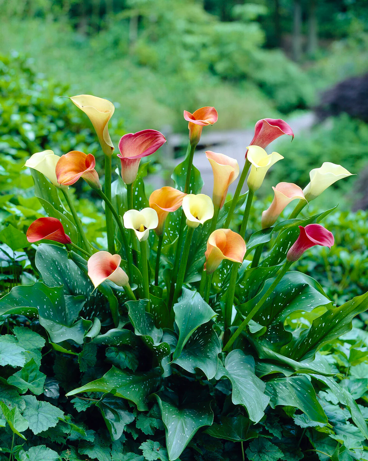Calla collection 'Rainbow' - Image 3
