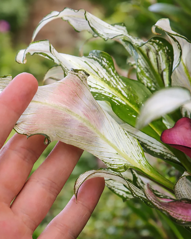 Calla 'Frozen Queen' - Image 2