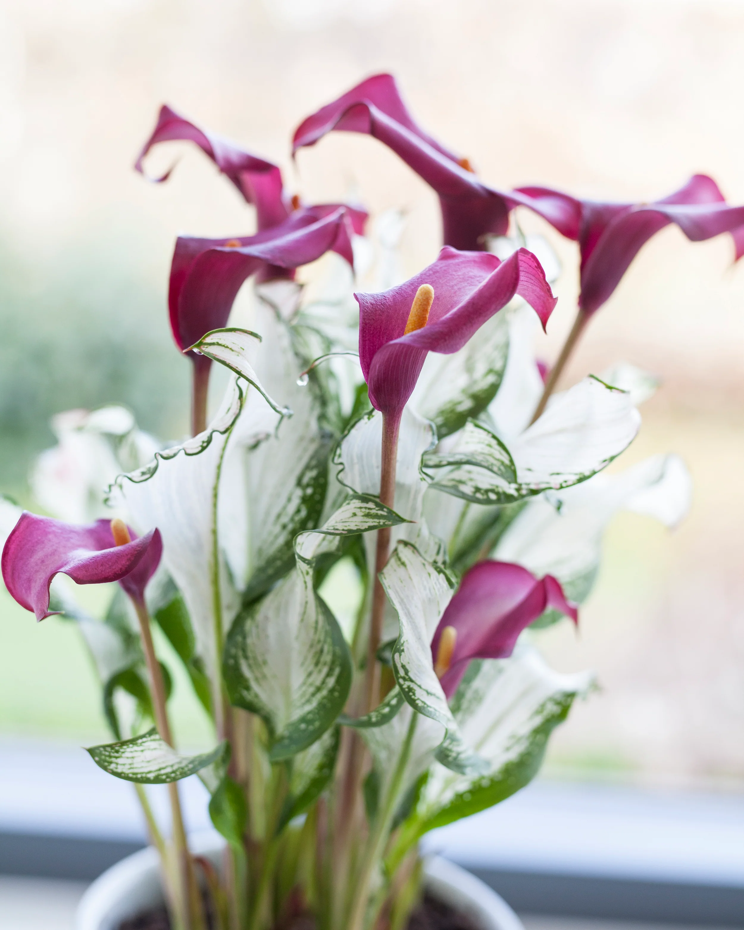 Calla 'Frozen Queen' - Image 3