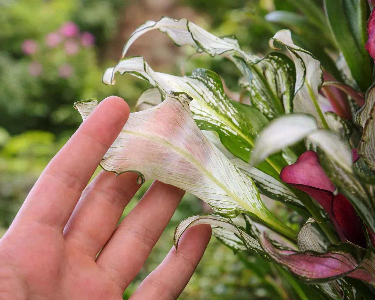 Calla 'Frozen Queen' - Image 5