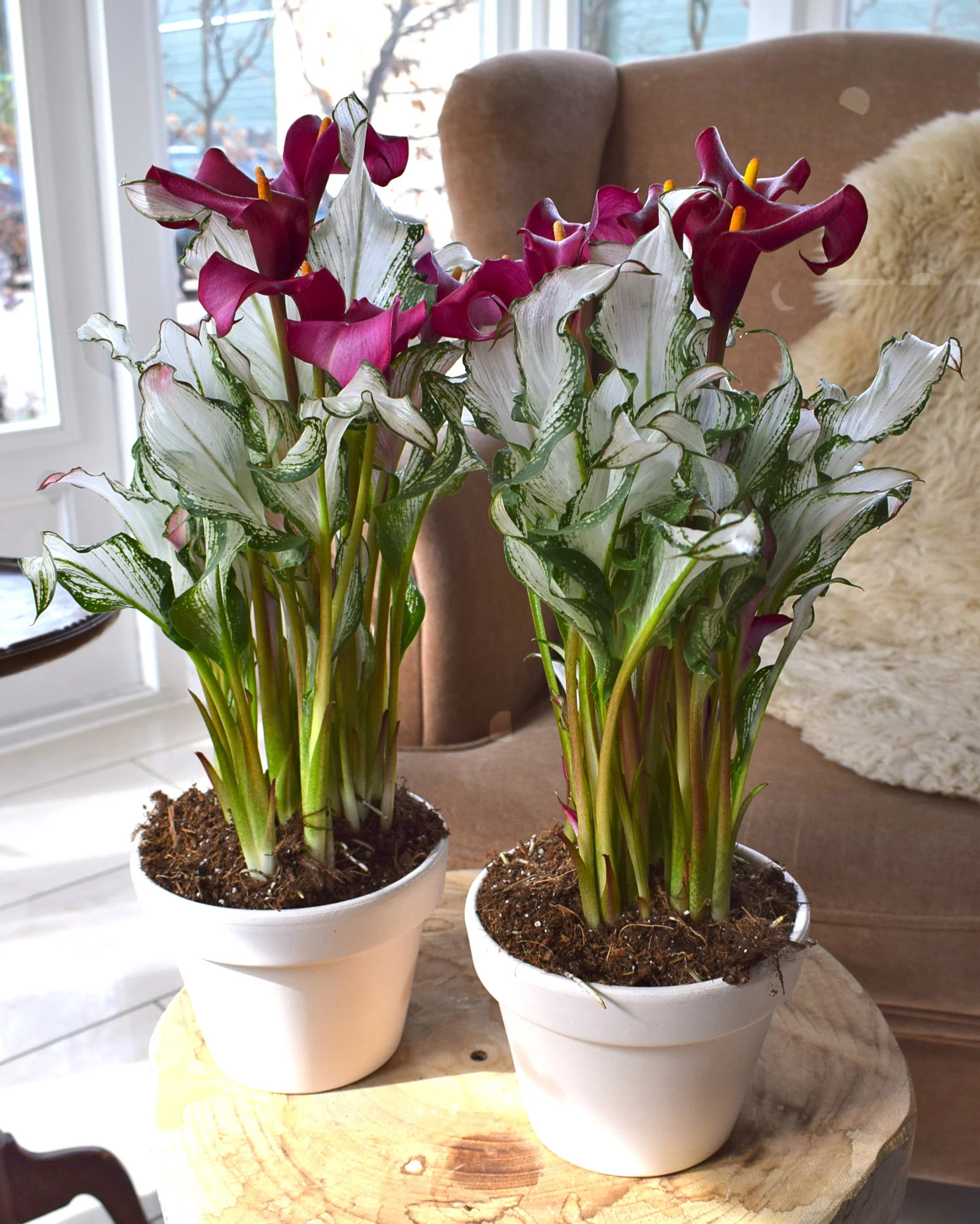 Calla 'Frozen Queen' - Image 6