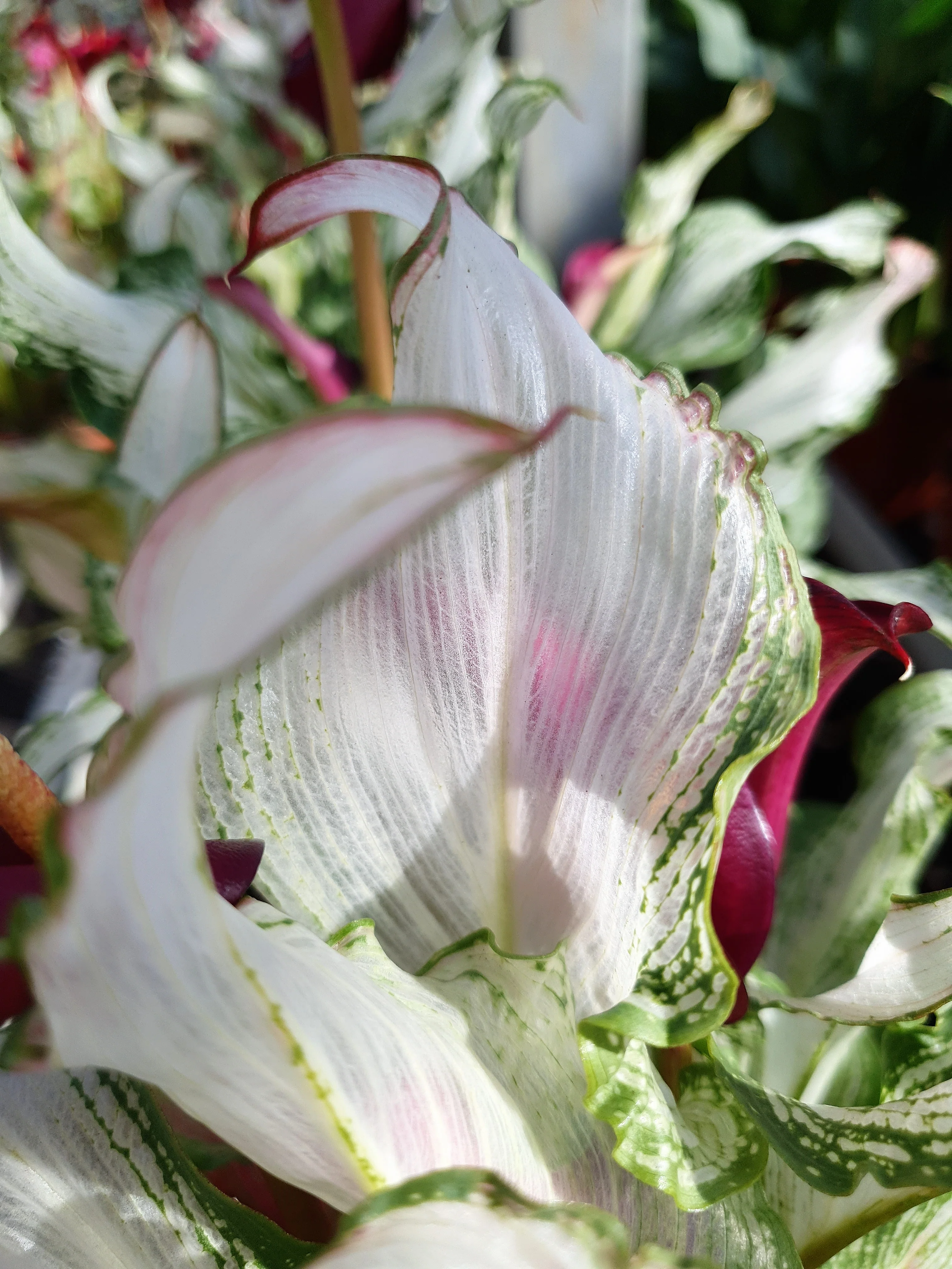 Calla 'Frozen Queen' - Image 7