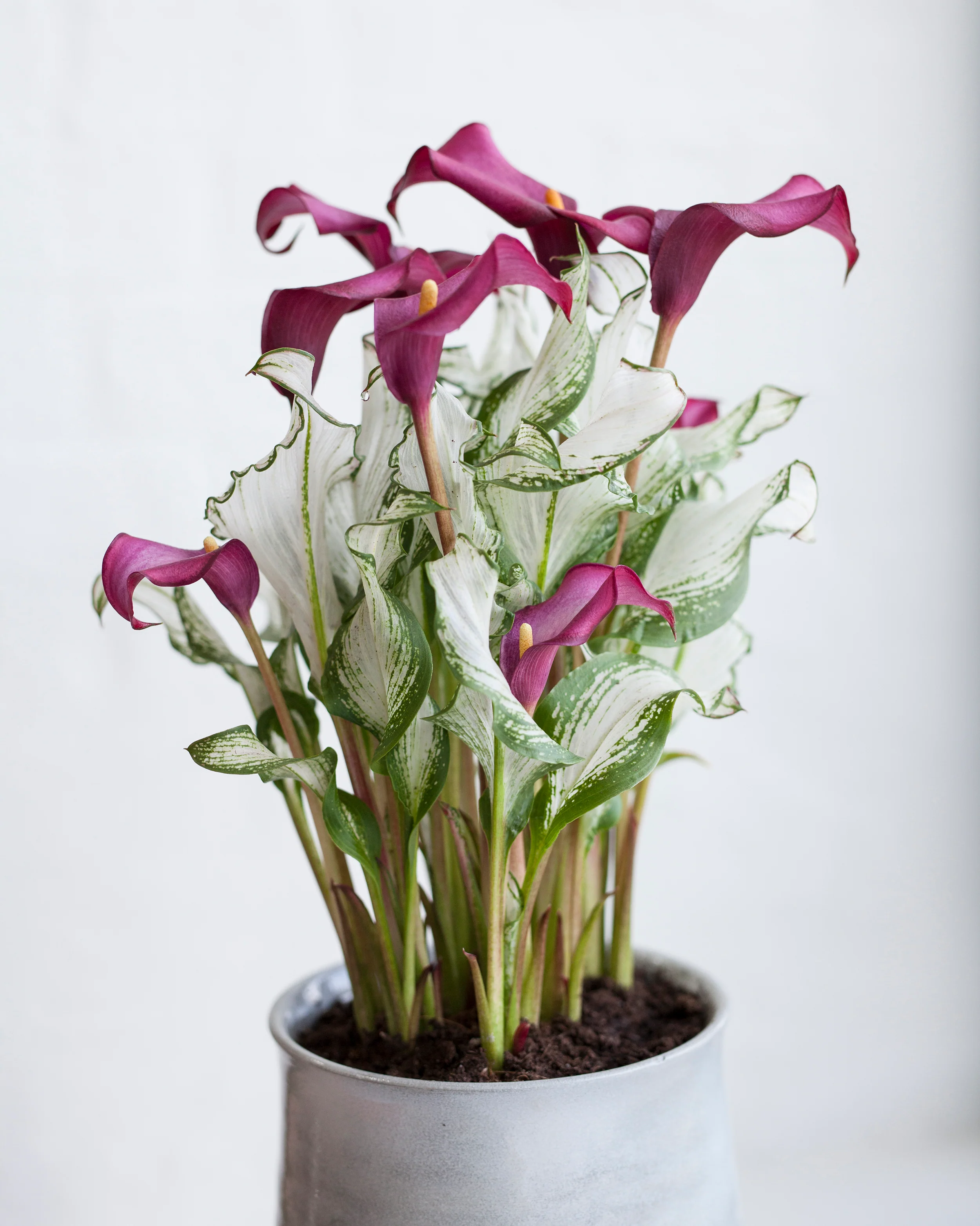 Calla 'Frozen Queen' - Image 9