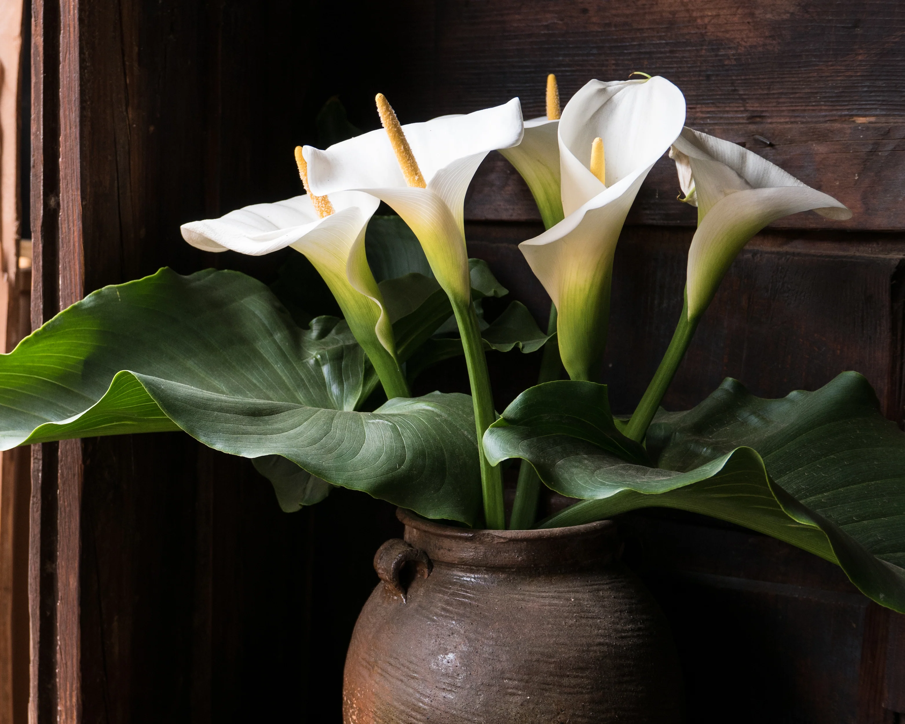 Calla aethiopica - Image 10