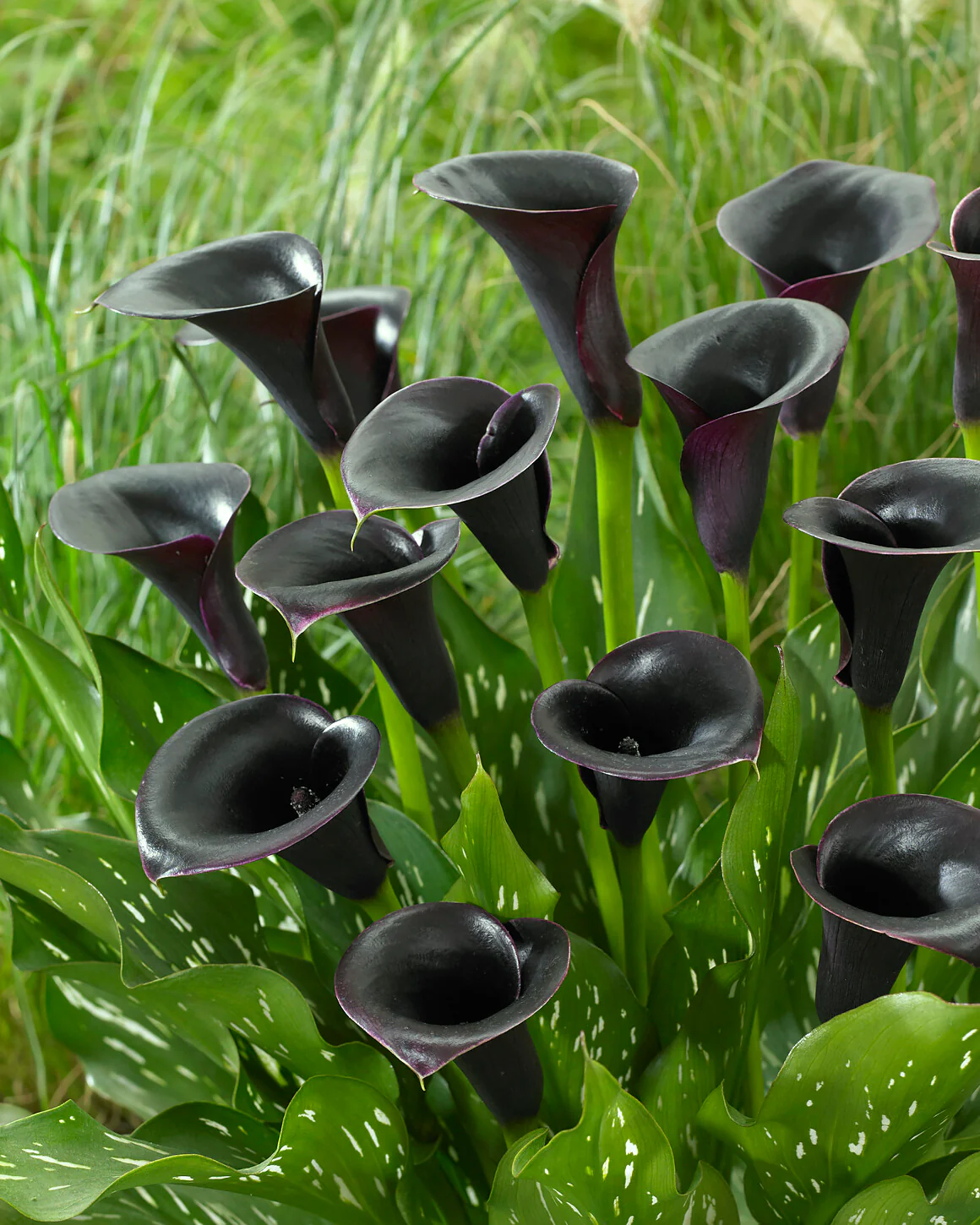 Calla 'Cantor' - Image 2