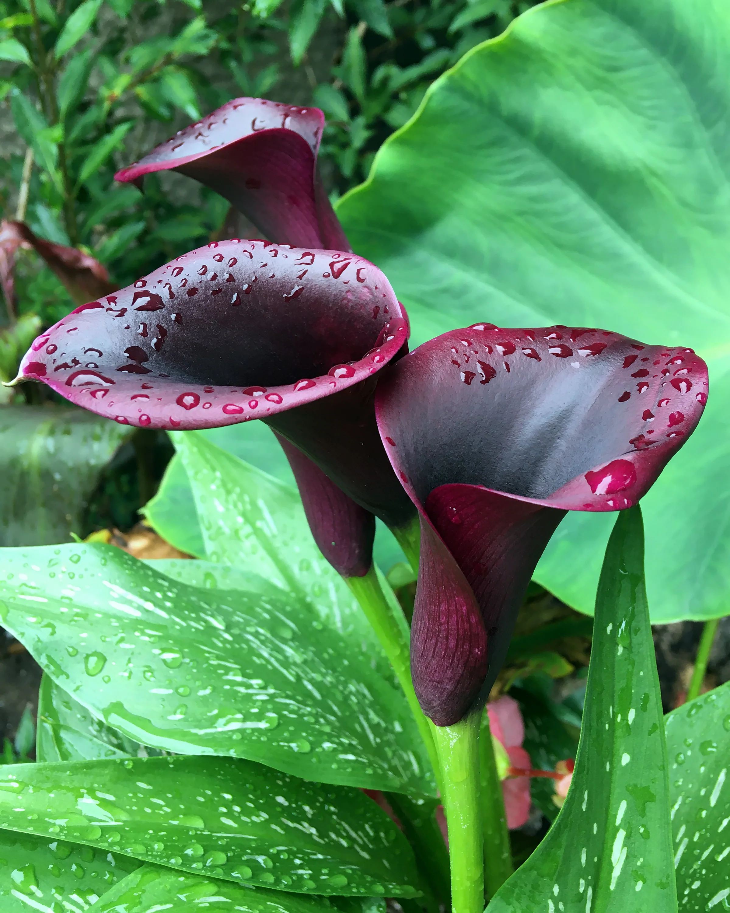 Calla 'Cantor' - Image 3
