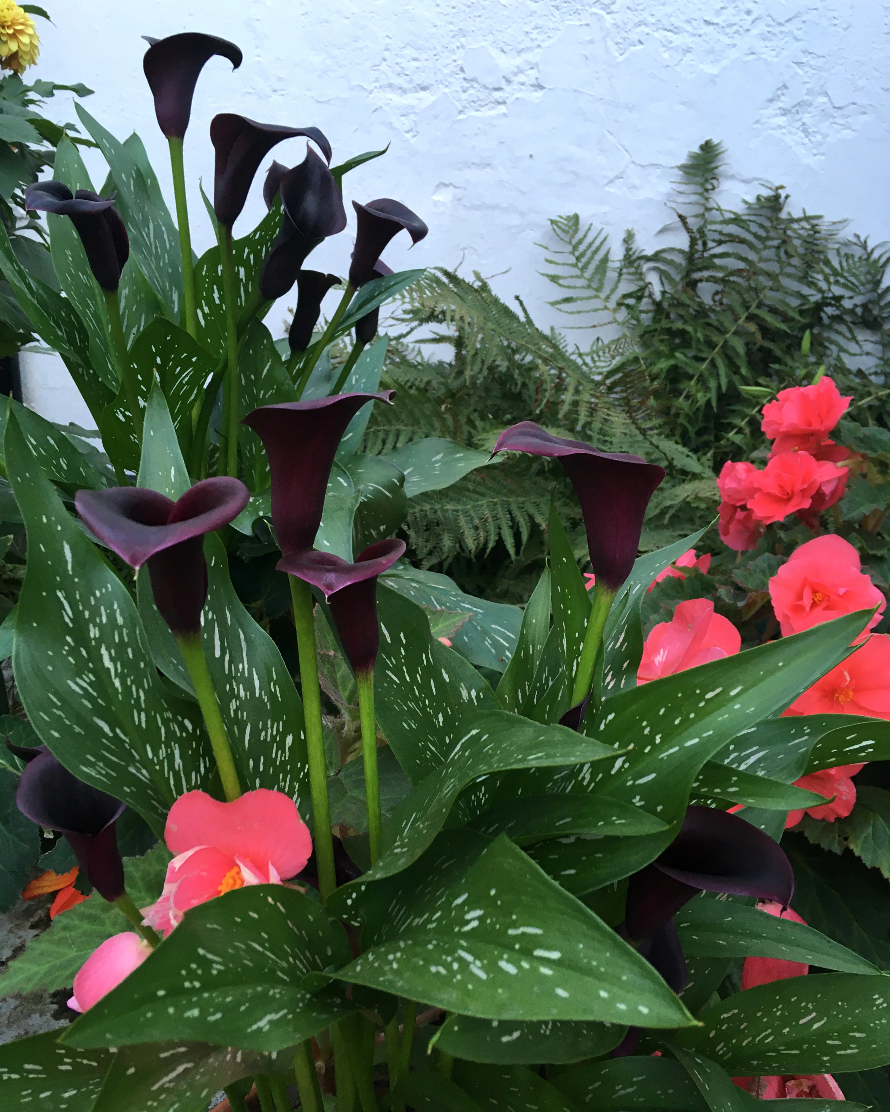Calla 'Cantor' - Image 4