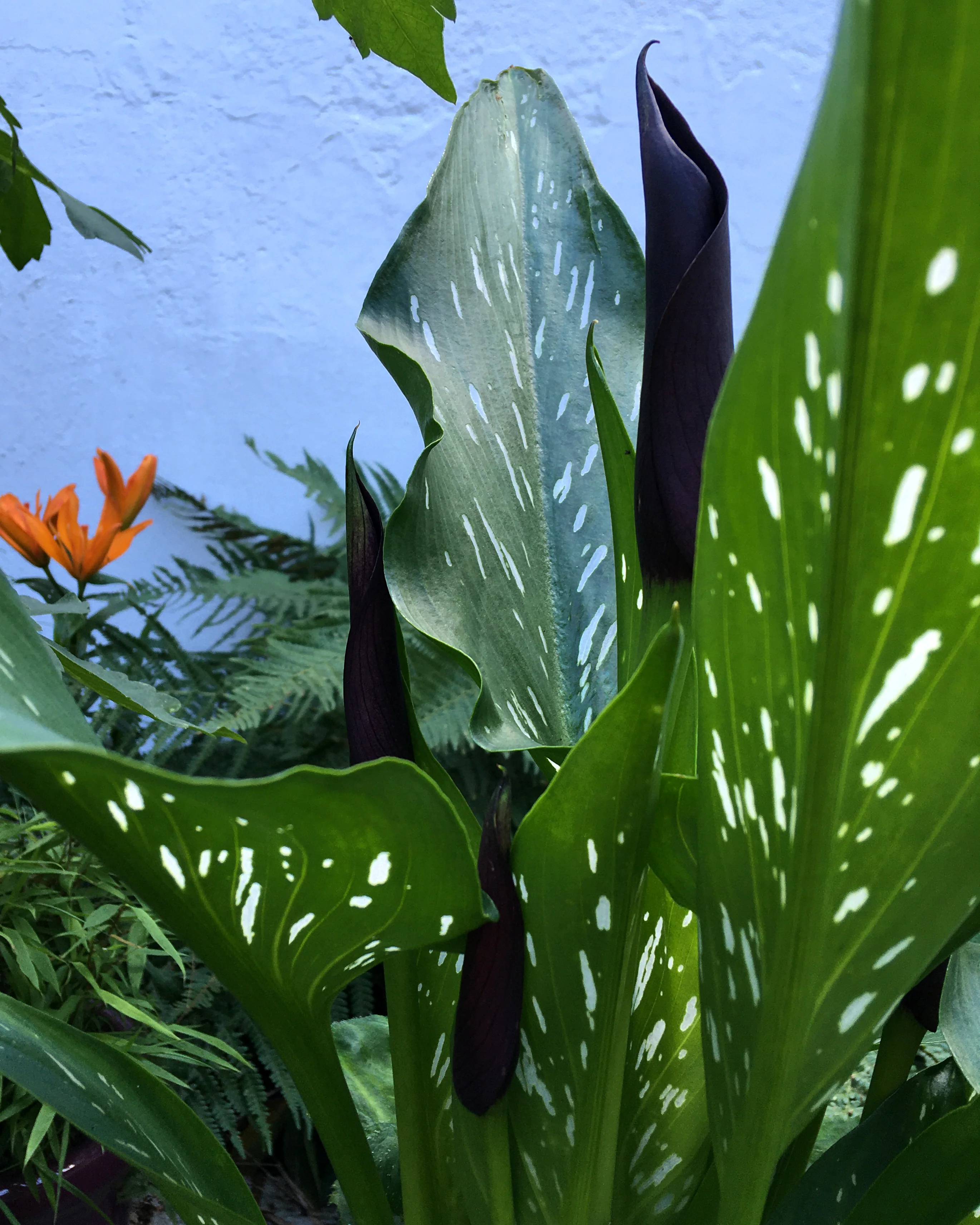 Calla 'Cantor' - Image 6