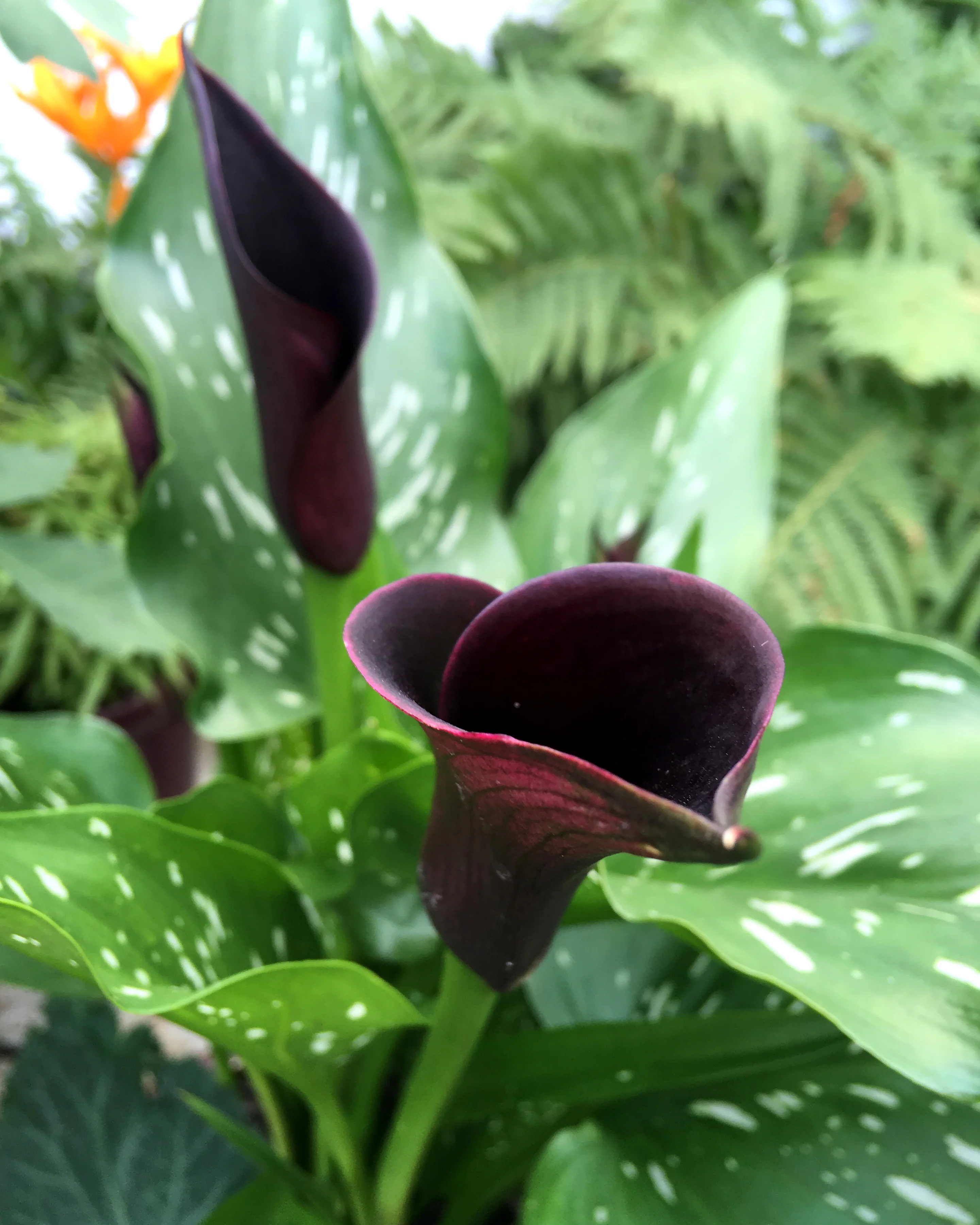 Calla 'Cantor' - Image 7