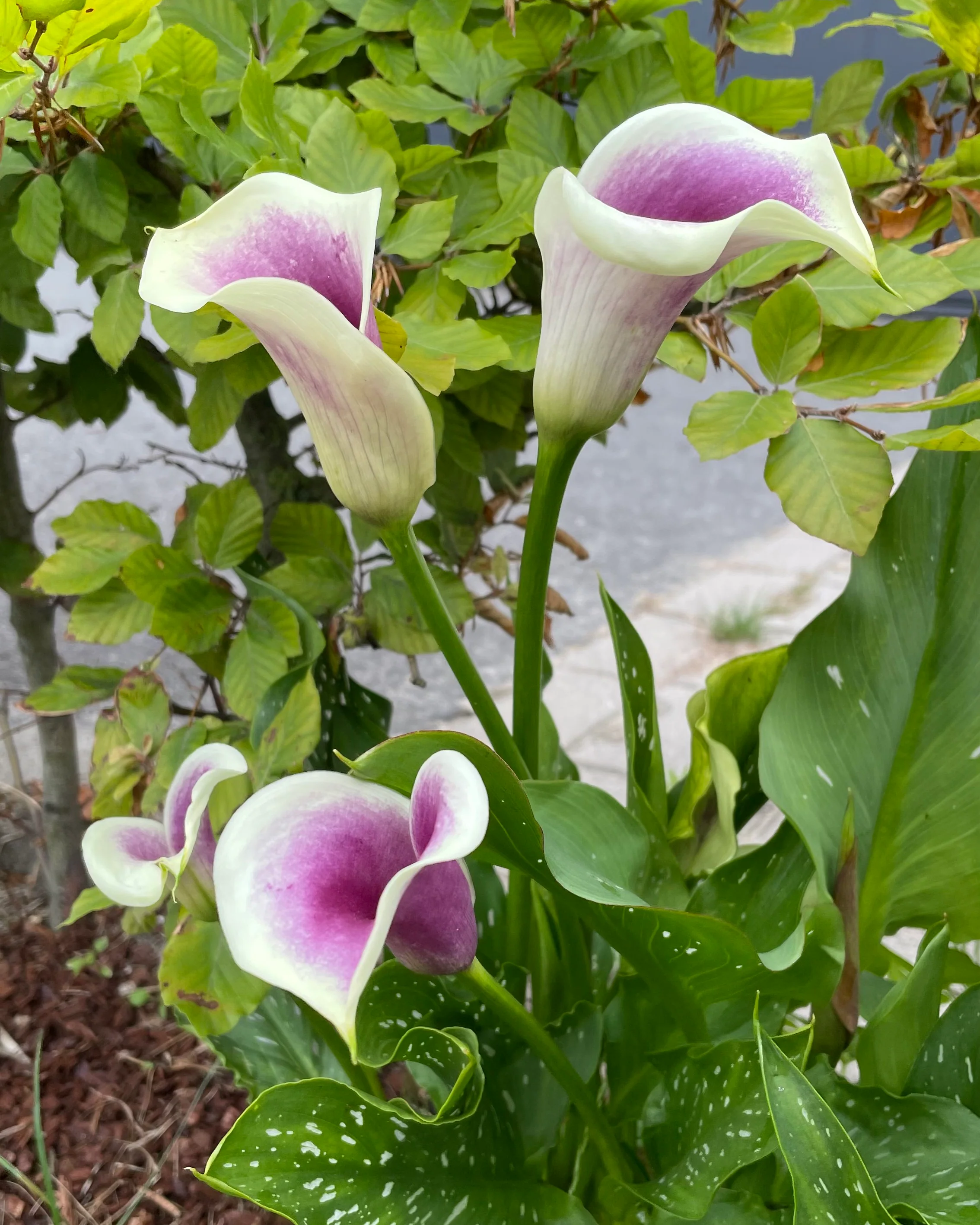 Calla 'Picasso' - Image 3