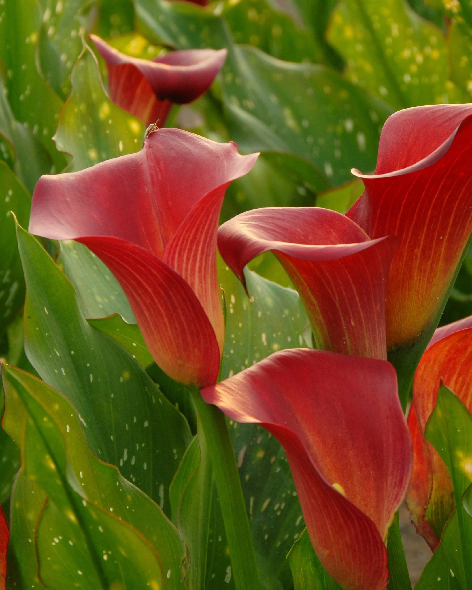 Calla 'Red Sox' - Image 3