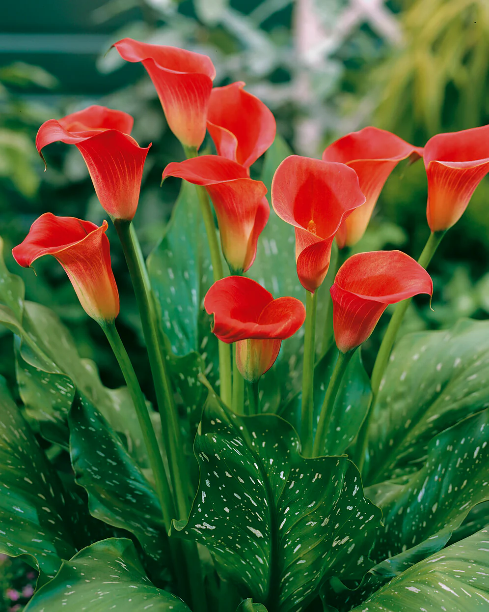 Calla 'Red Sox' - Image 4