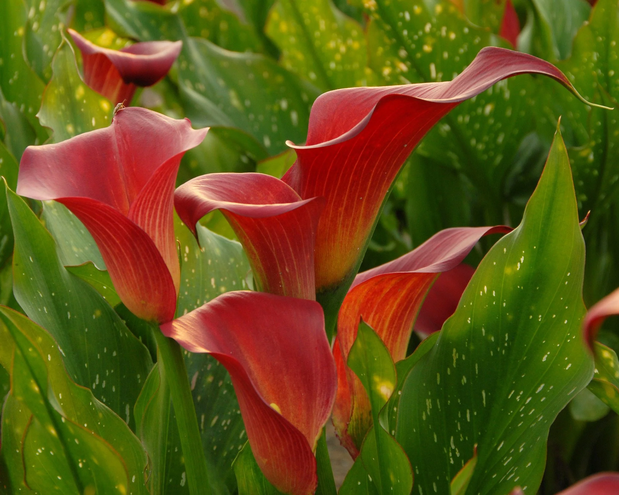 Calla 'Red Sox' - Image 6