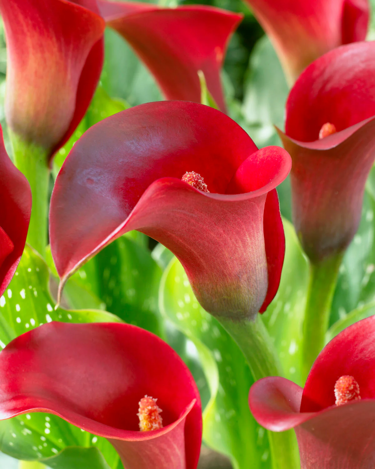 Calla 'Red Sox' - Image 7