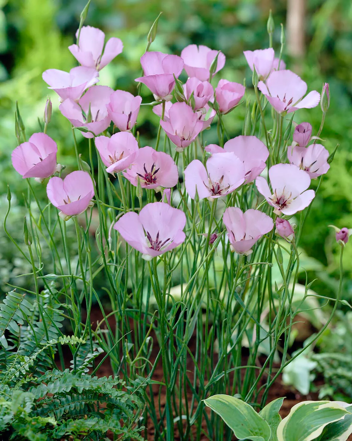 Calochortus 'Cupido' - Image 3