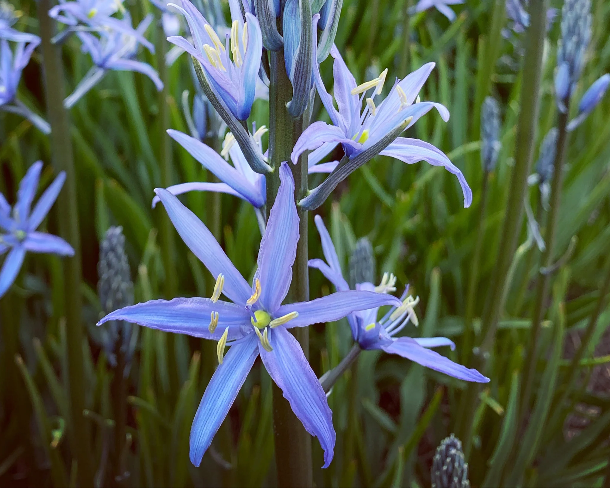 Camassia 'Blue Candle' - Image 2