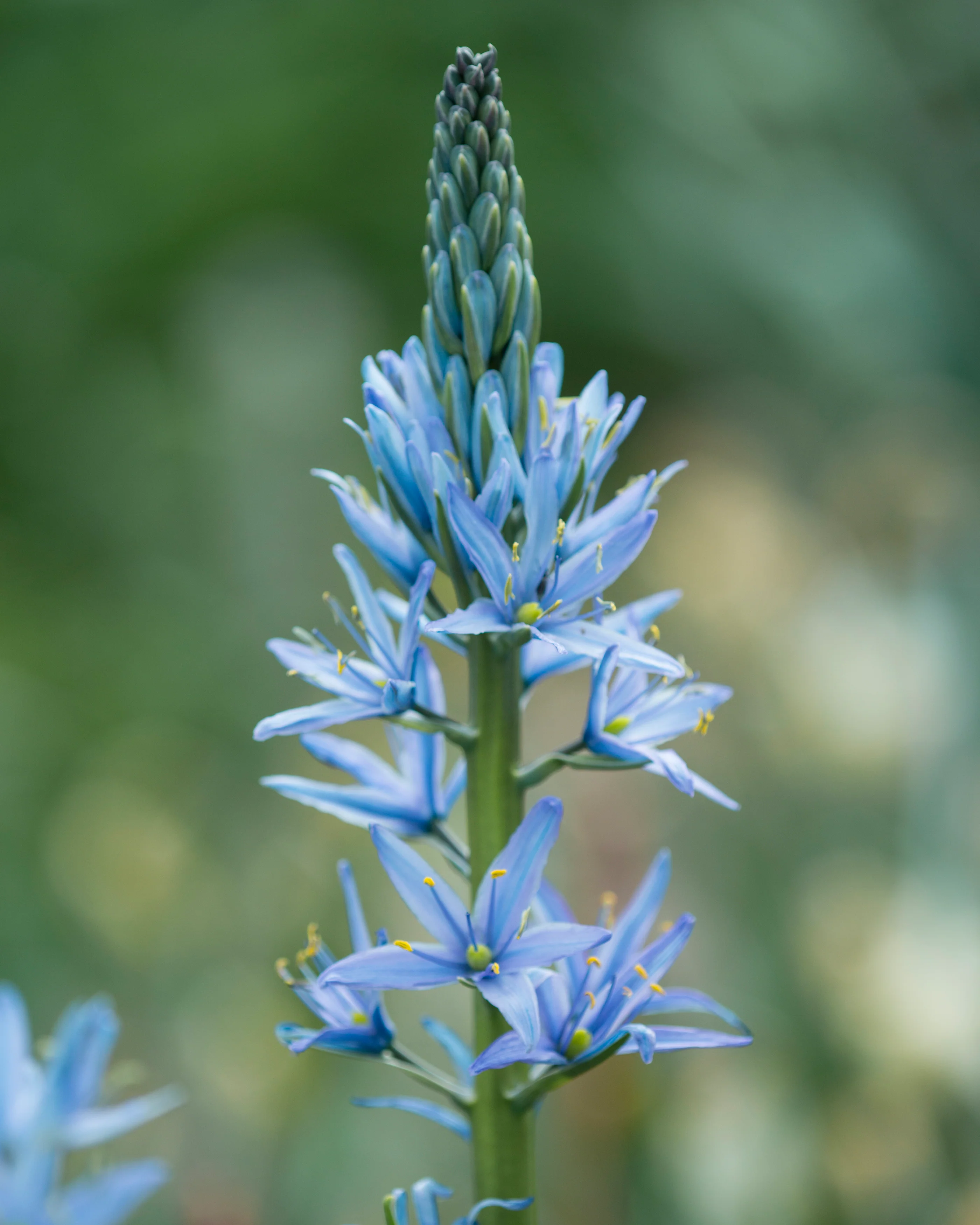 Camassia 'Blue Candle' - Image 4