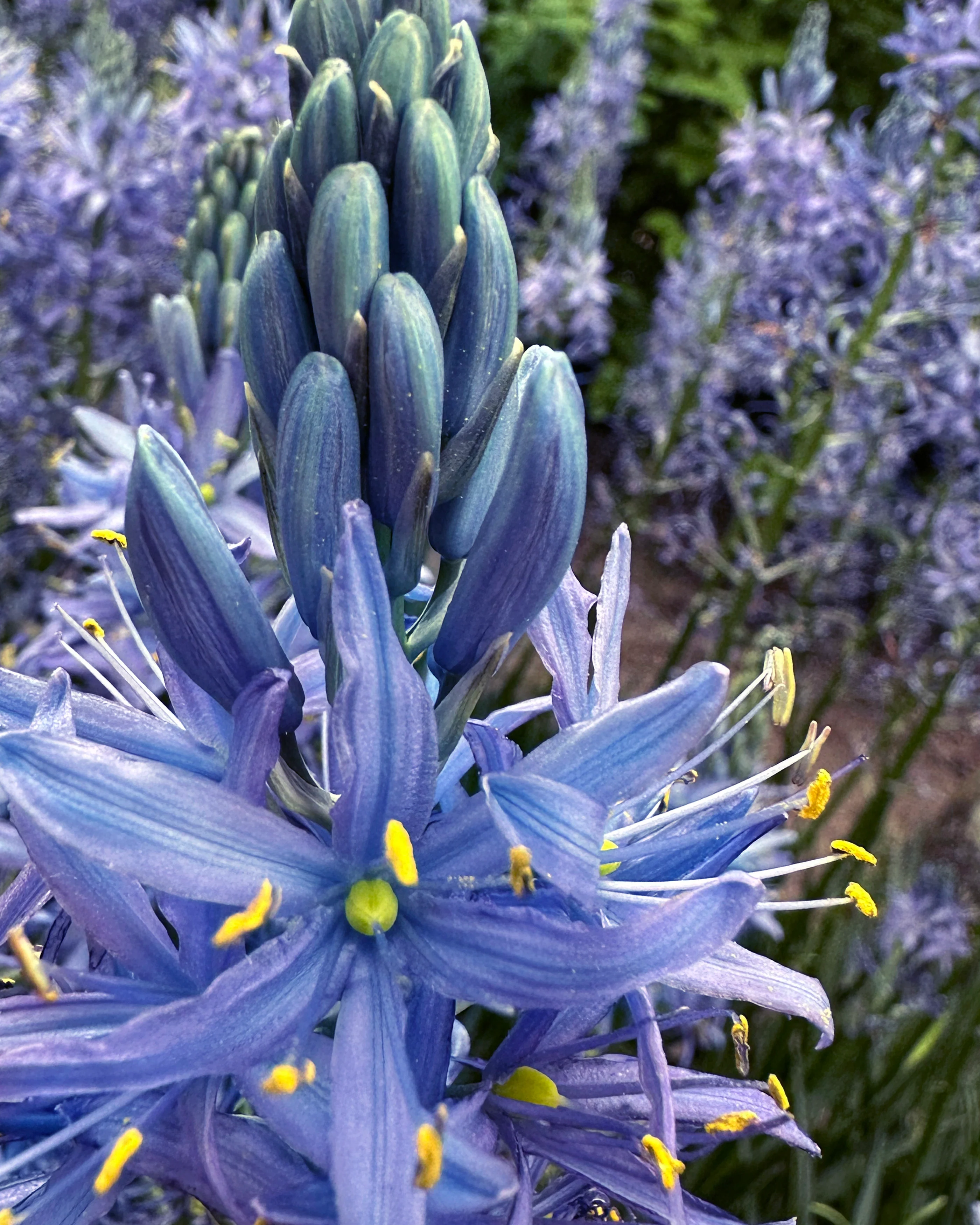 Camassia 'Blue Candle' - Image 5