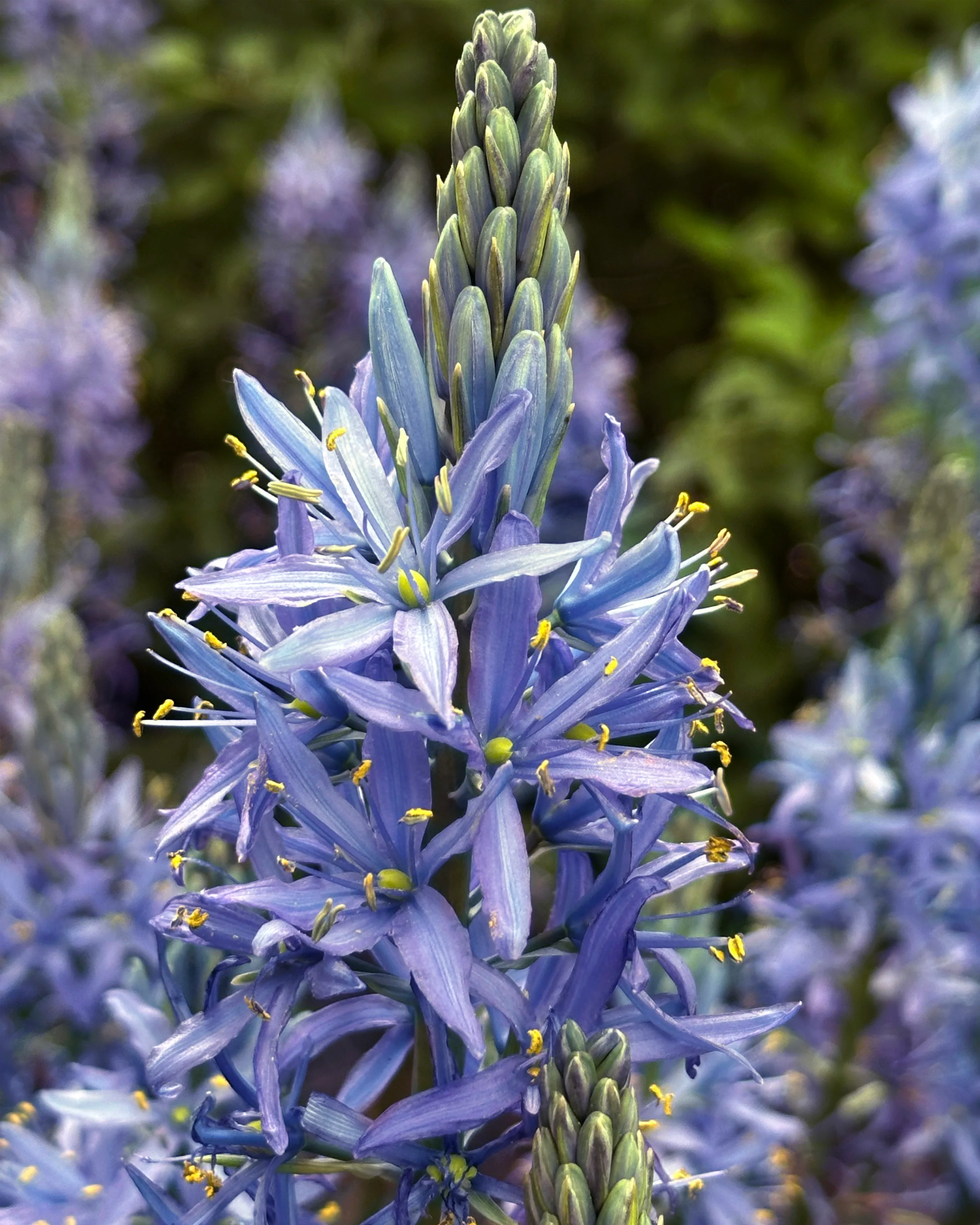 Camassia 'Blue Candle' - Image 6
