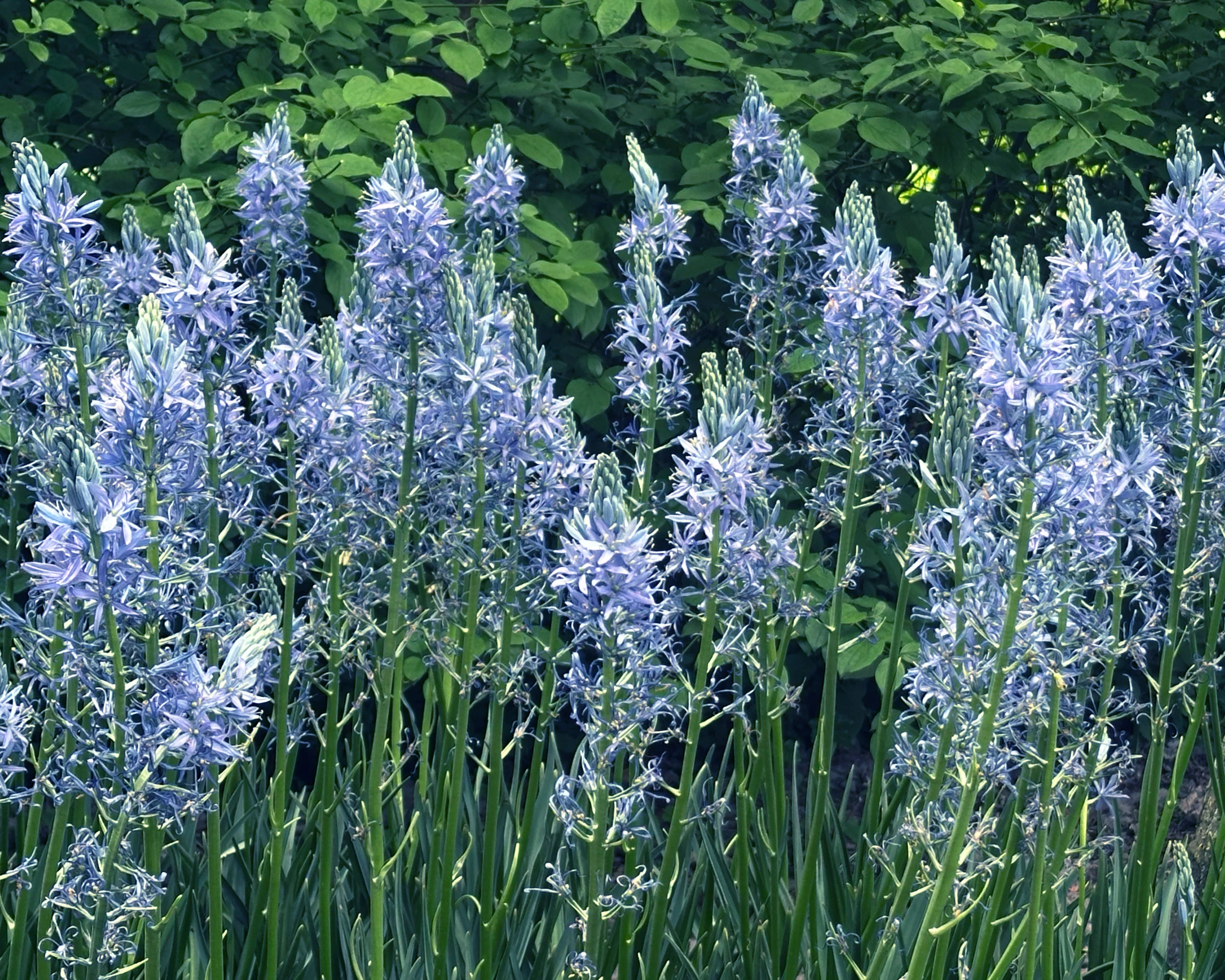 Camassia 'Blue Candle' - Image 7