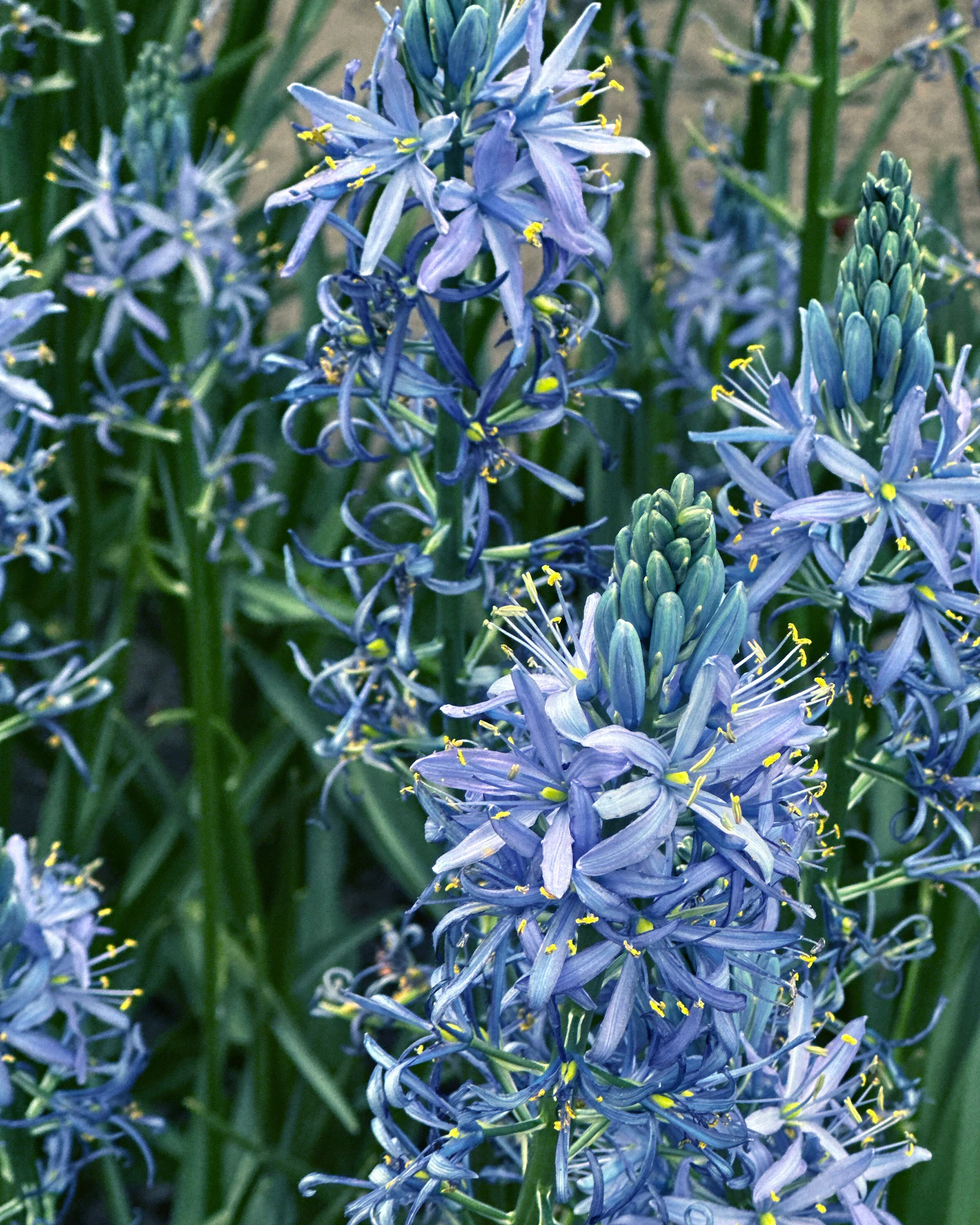Camassia 'Blue Candle' - Image 8