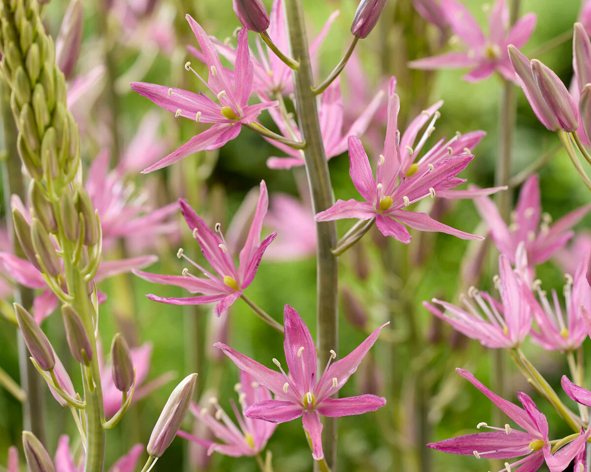 Camassia 'Candy Candle' - Image 2