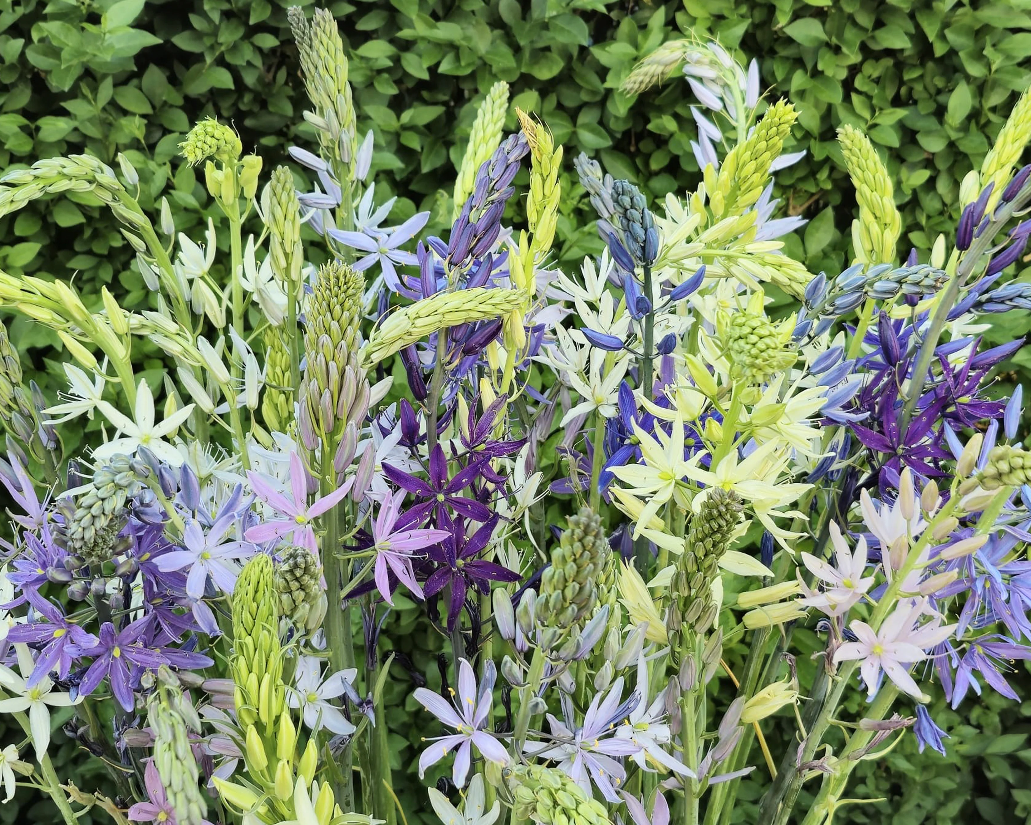 Camassia 'Hybrids Mix' - Image 3