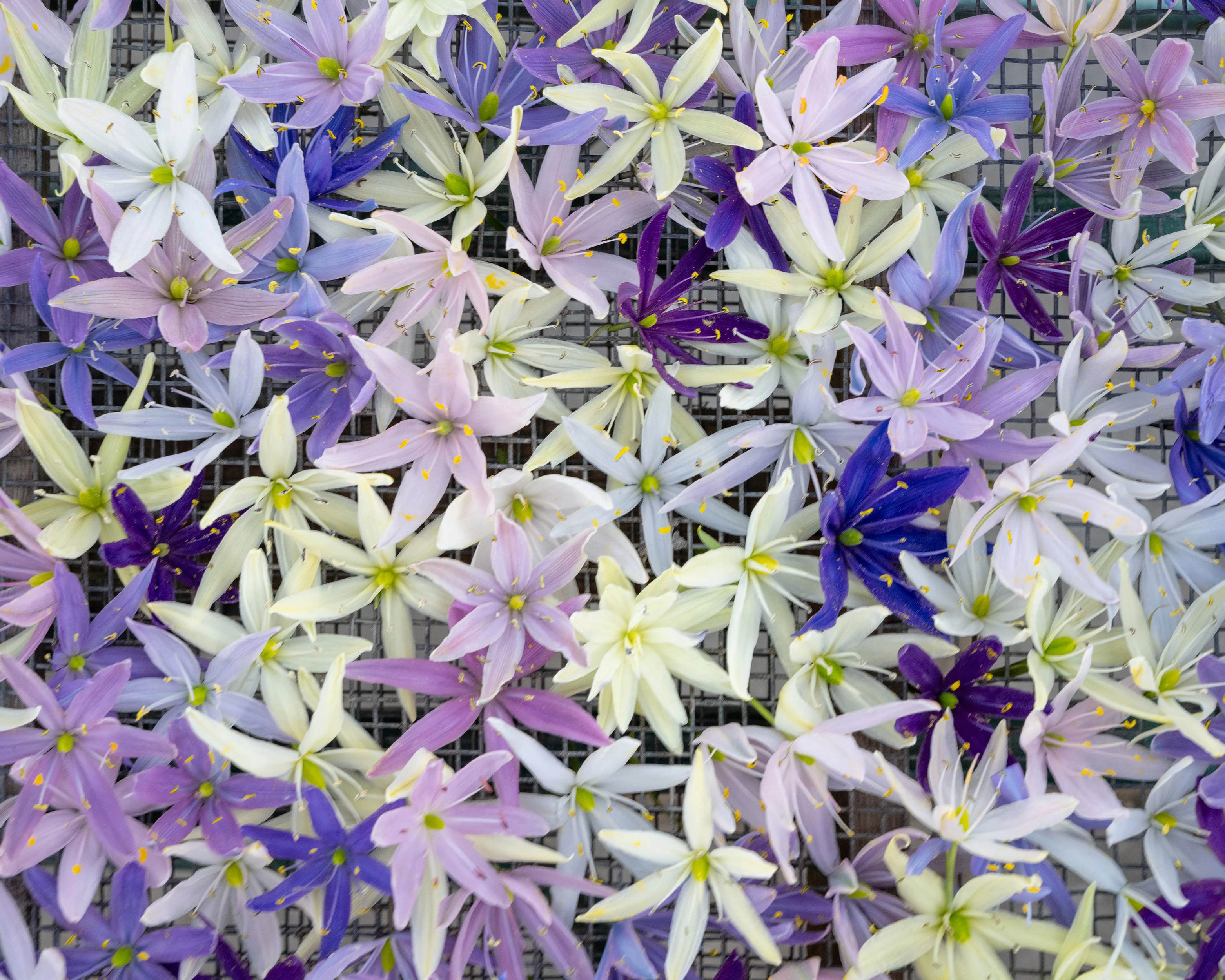 Camassia 'Hybrids Mix' - Image 4