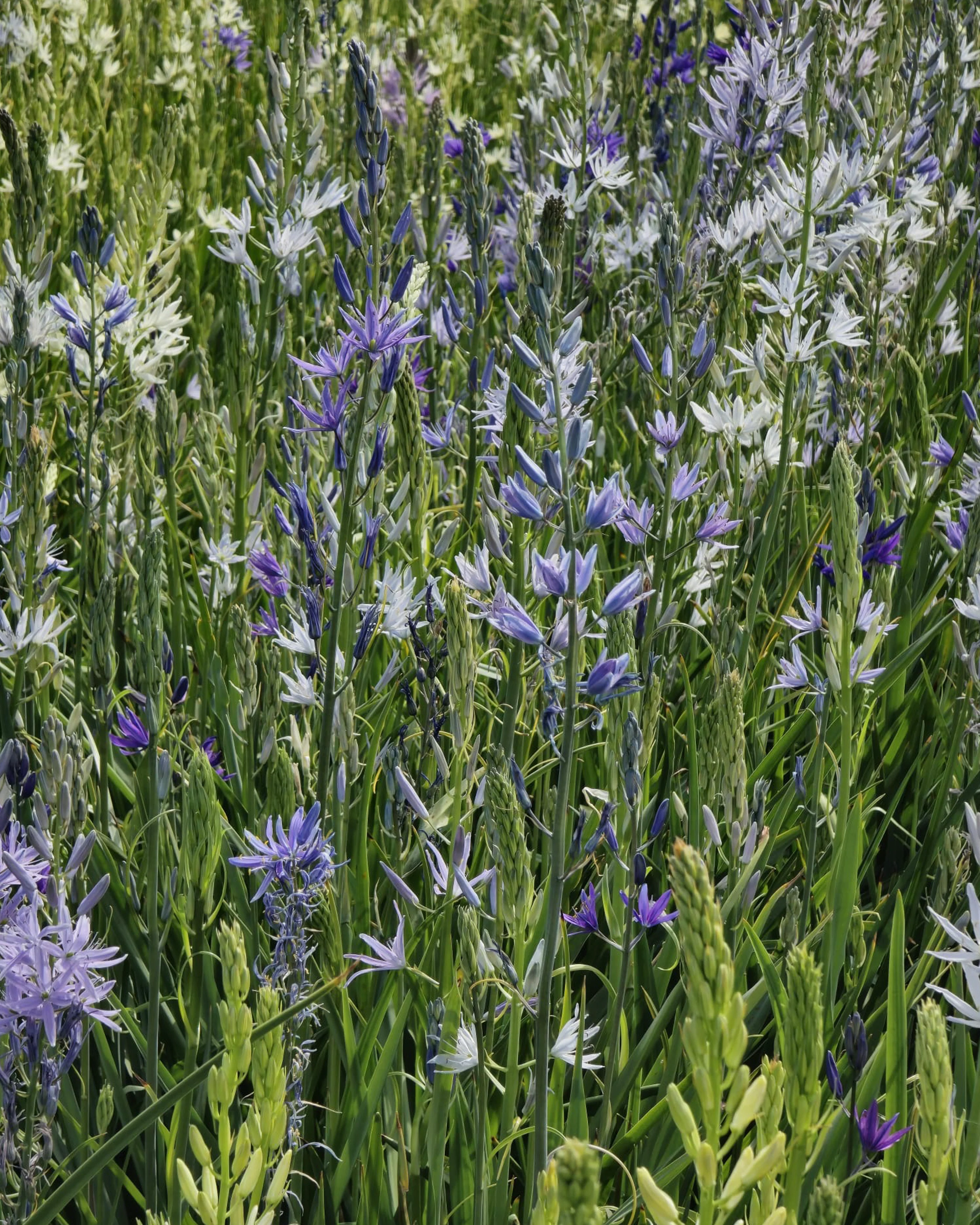 Camassia 'Hybrids Mix' - Image 6