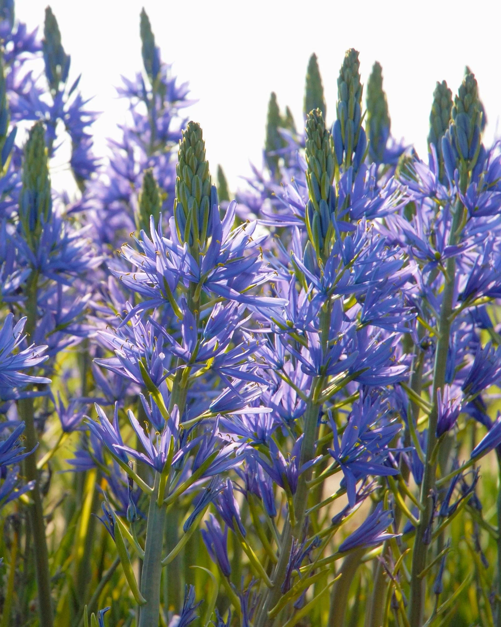 Camassia 'Blue Donau' - Image 3