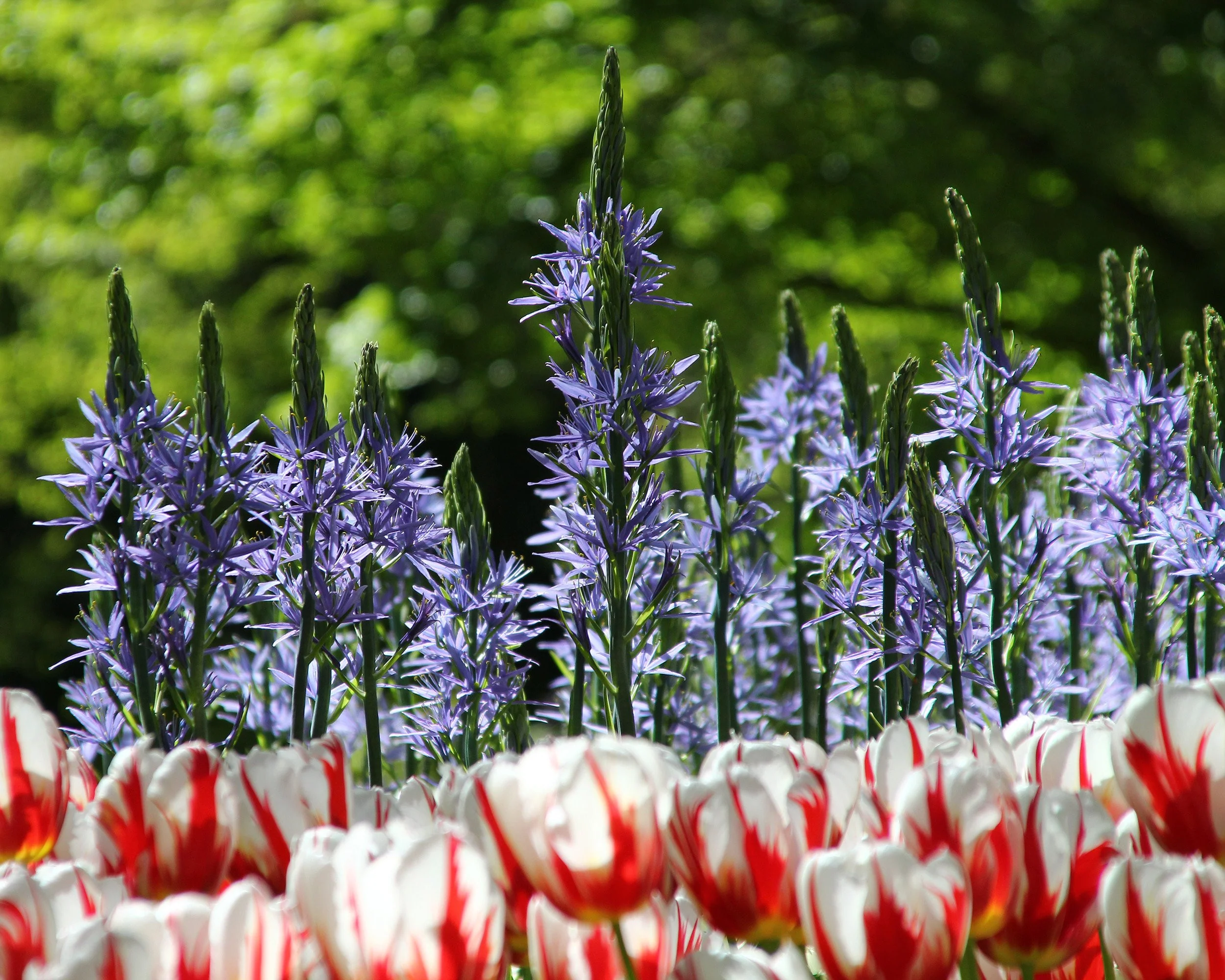 Camassia 'Blue Donau' - Image 4