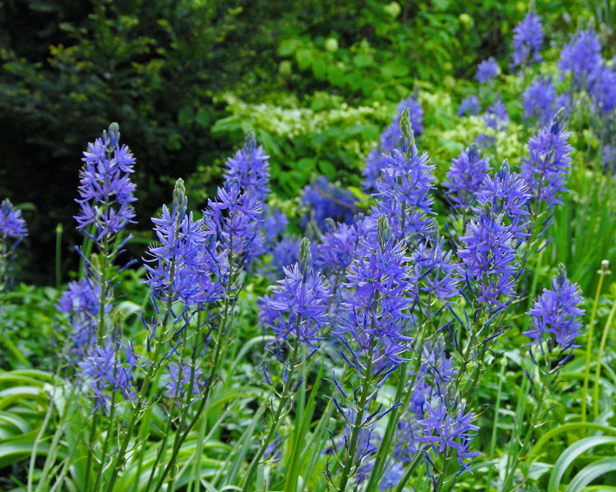 Camassia 'Blue Donau' - Image 5