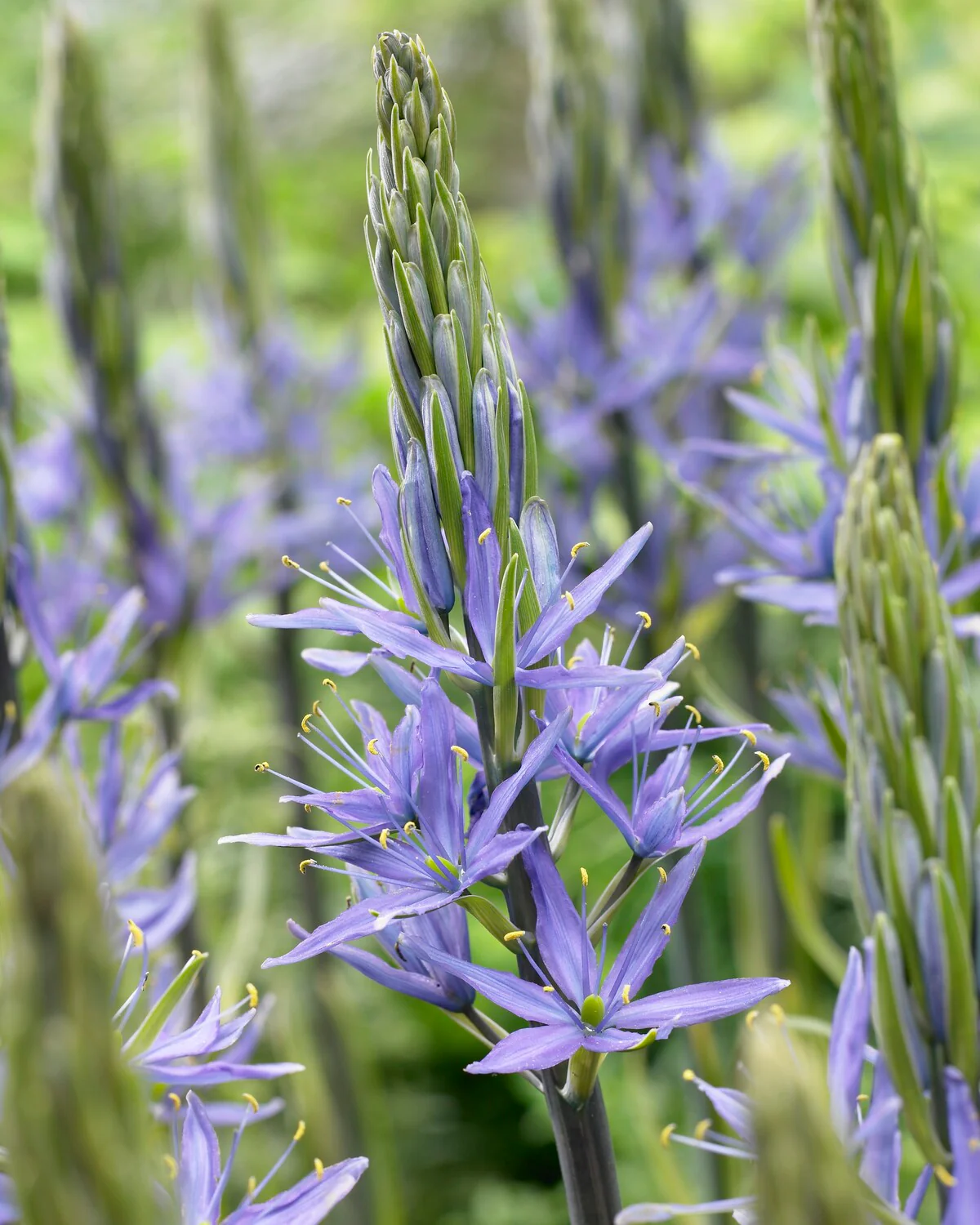Camassia 'Caerulea' - Image 4