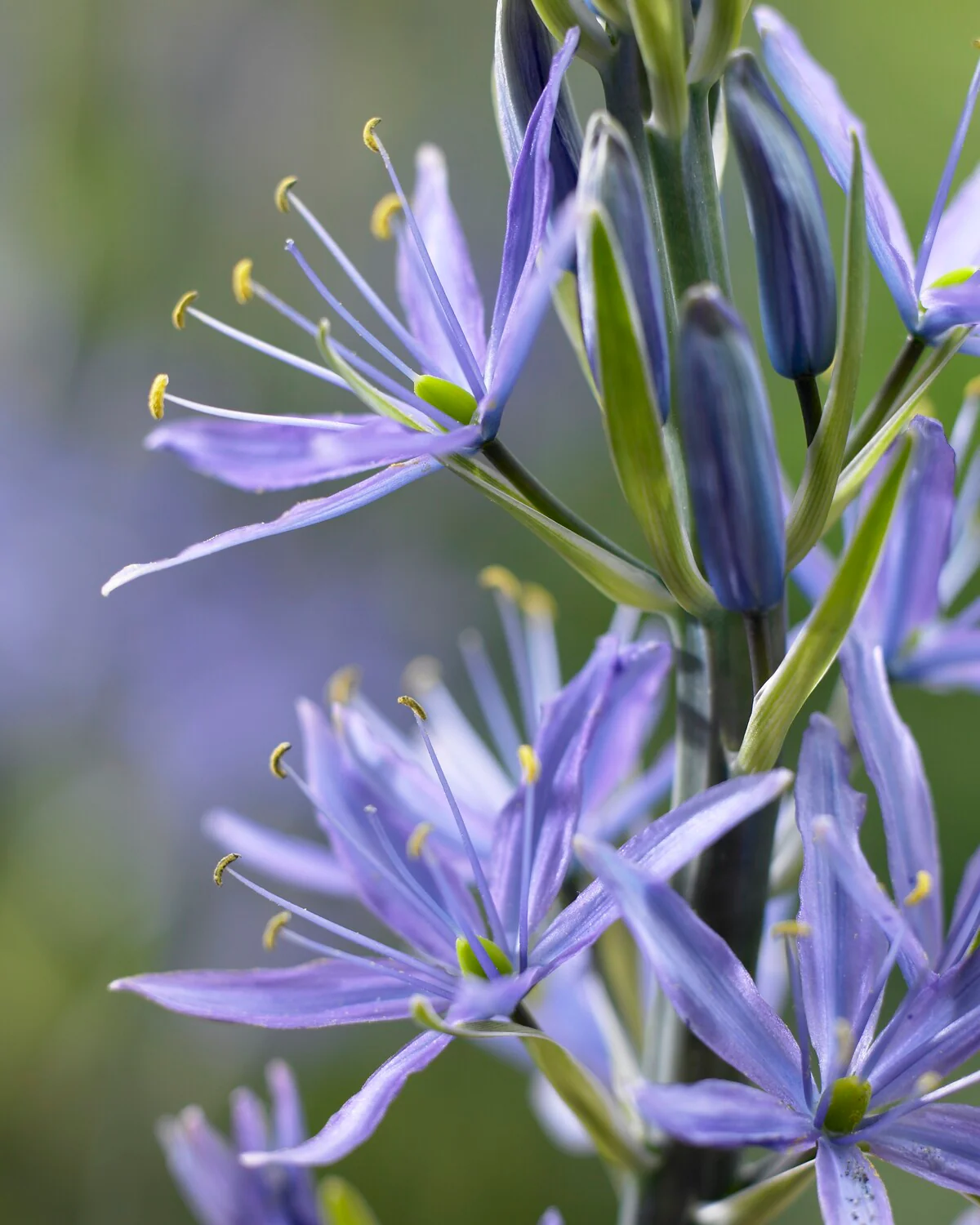 Camassia 'Caerulea' - Image 7