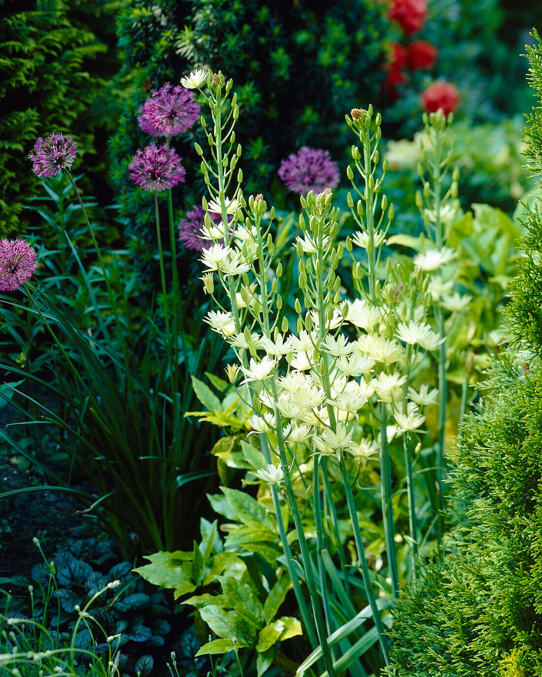 Camassia 'Semiplena' - Image 3