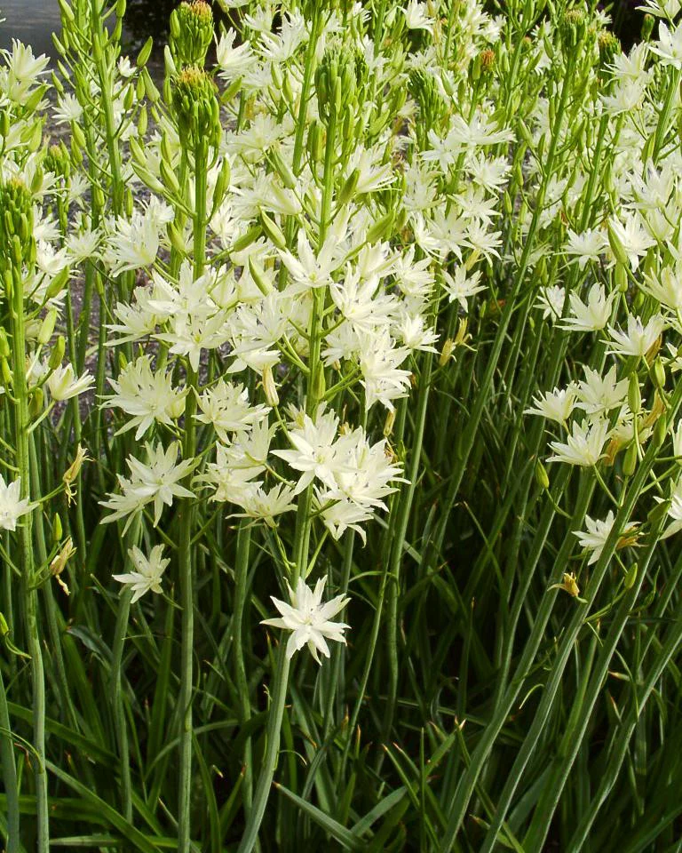 Camassia 'Semiplena' - Image 4