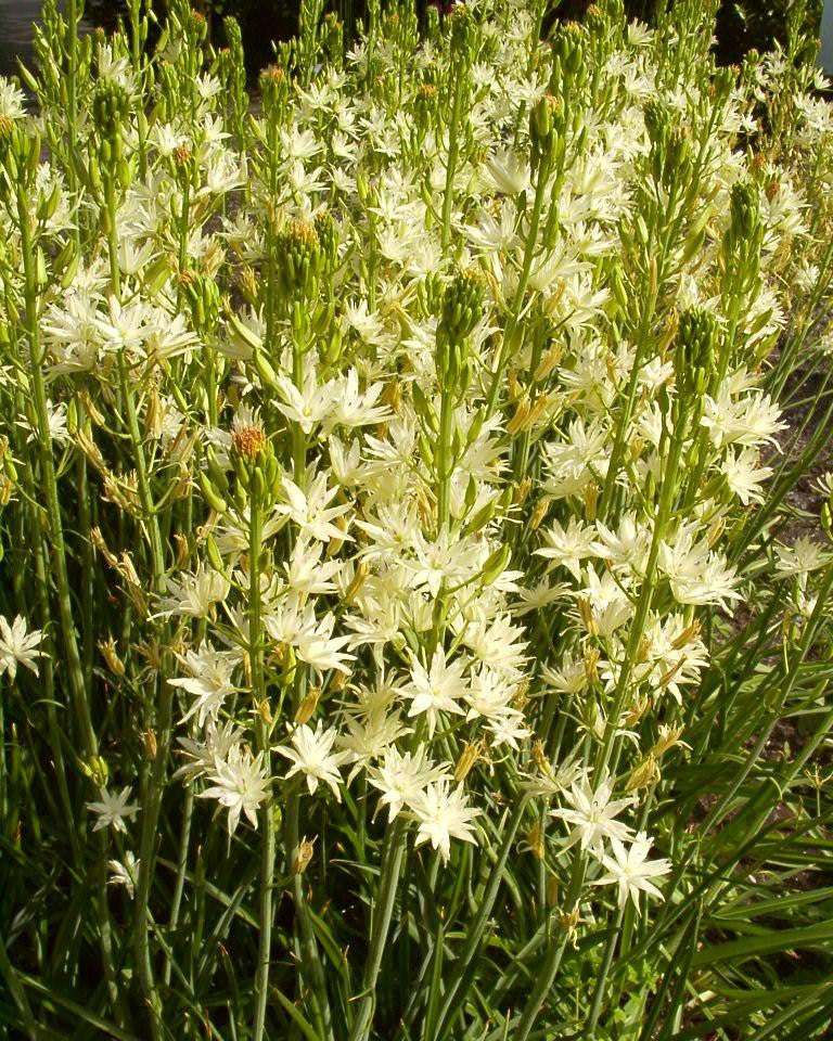 Camassia 'Semiplena' - Image 5