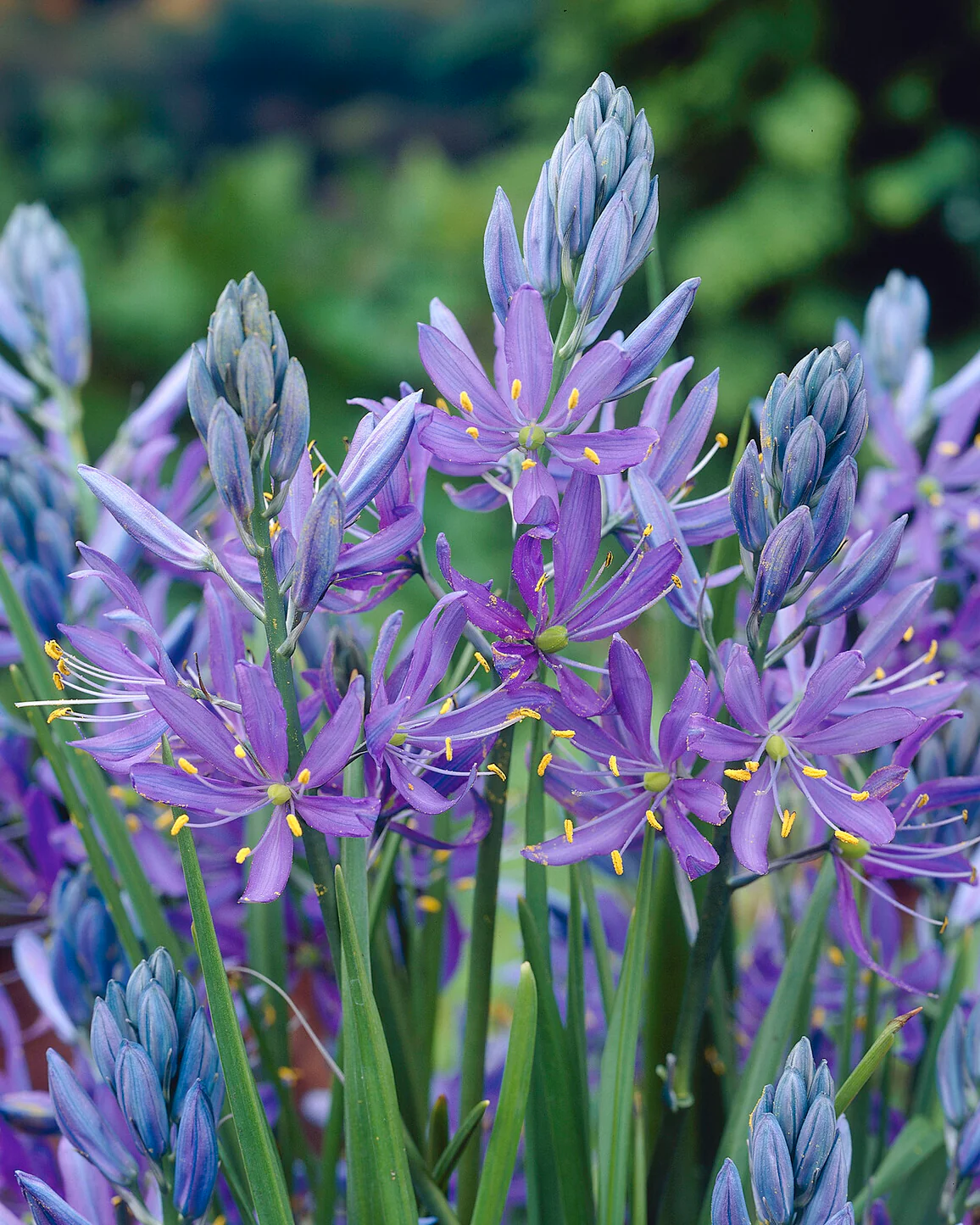 Camassia quamash - Image 3