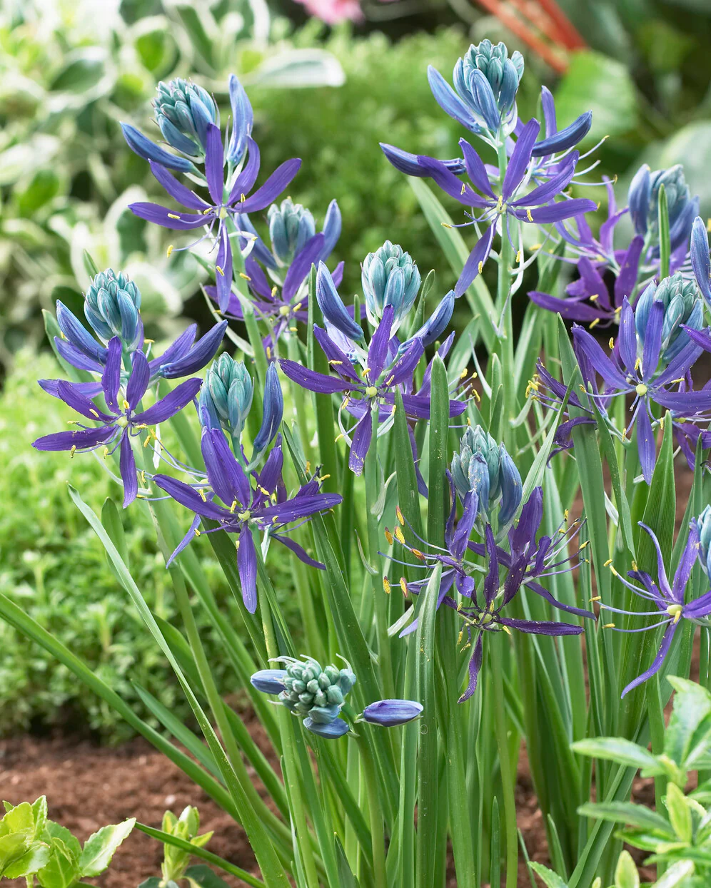 Camassia quamash - Image 5