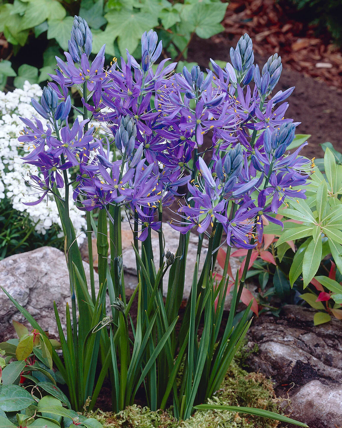 Camassia quamash - Image 6