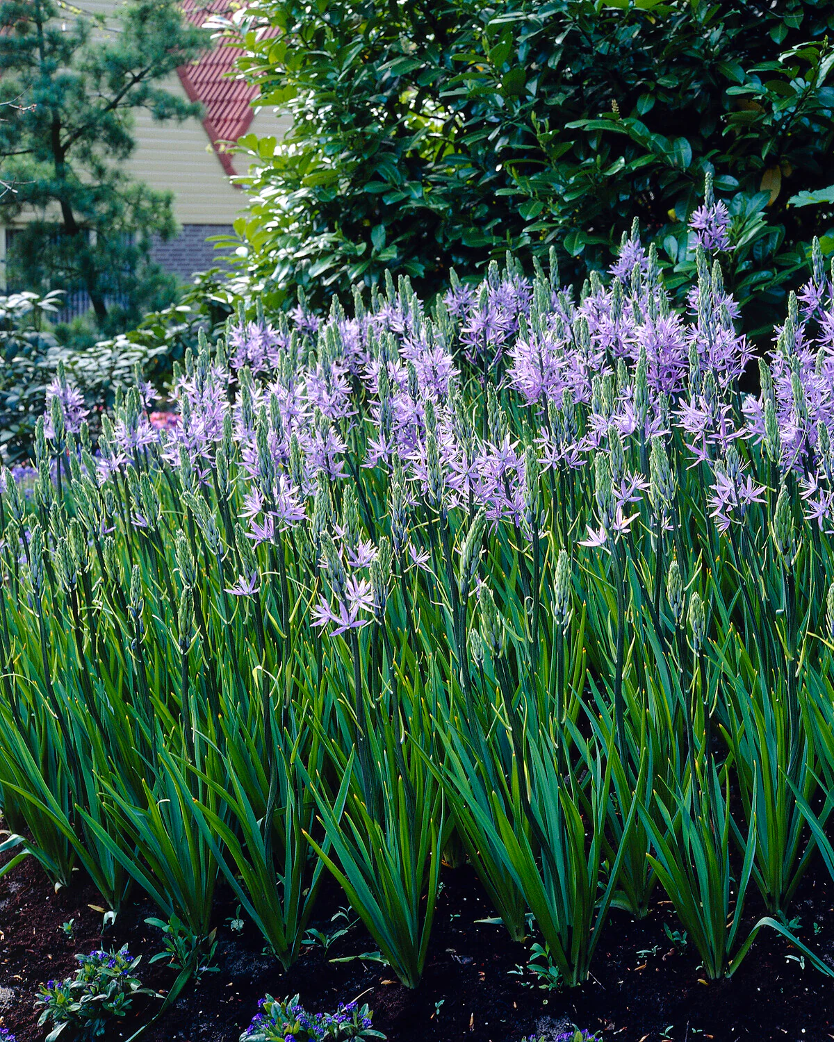 Camassia quamash - Image 7