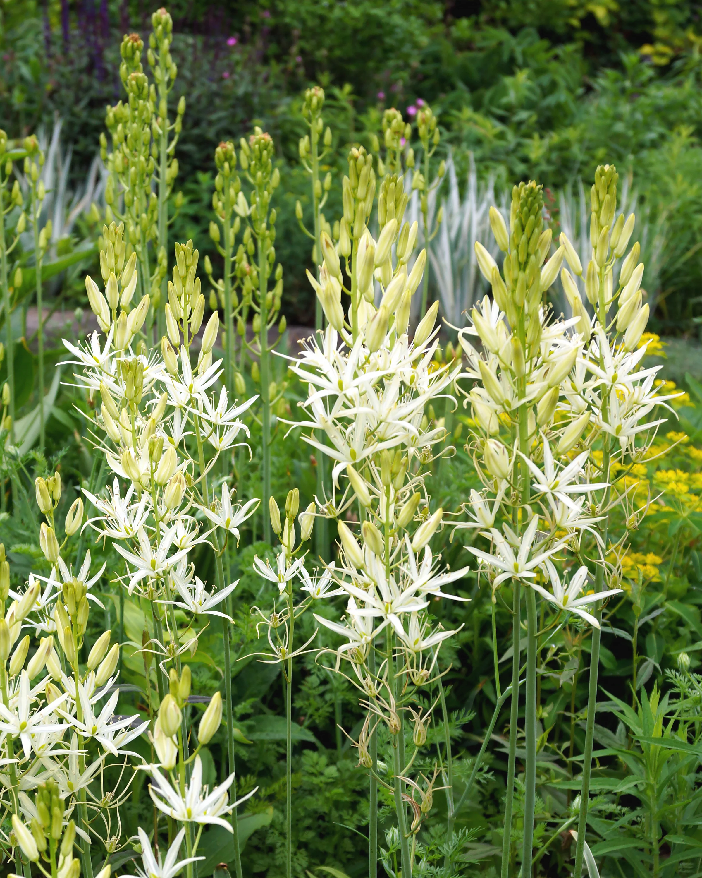 Camassia 'Sacajawea' - Image 3