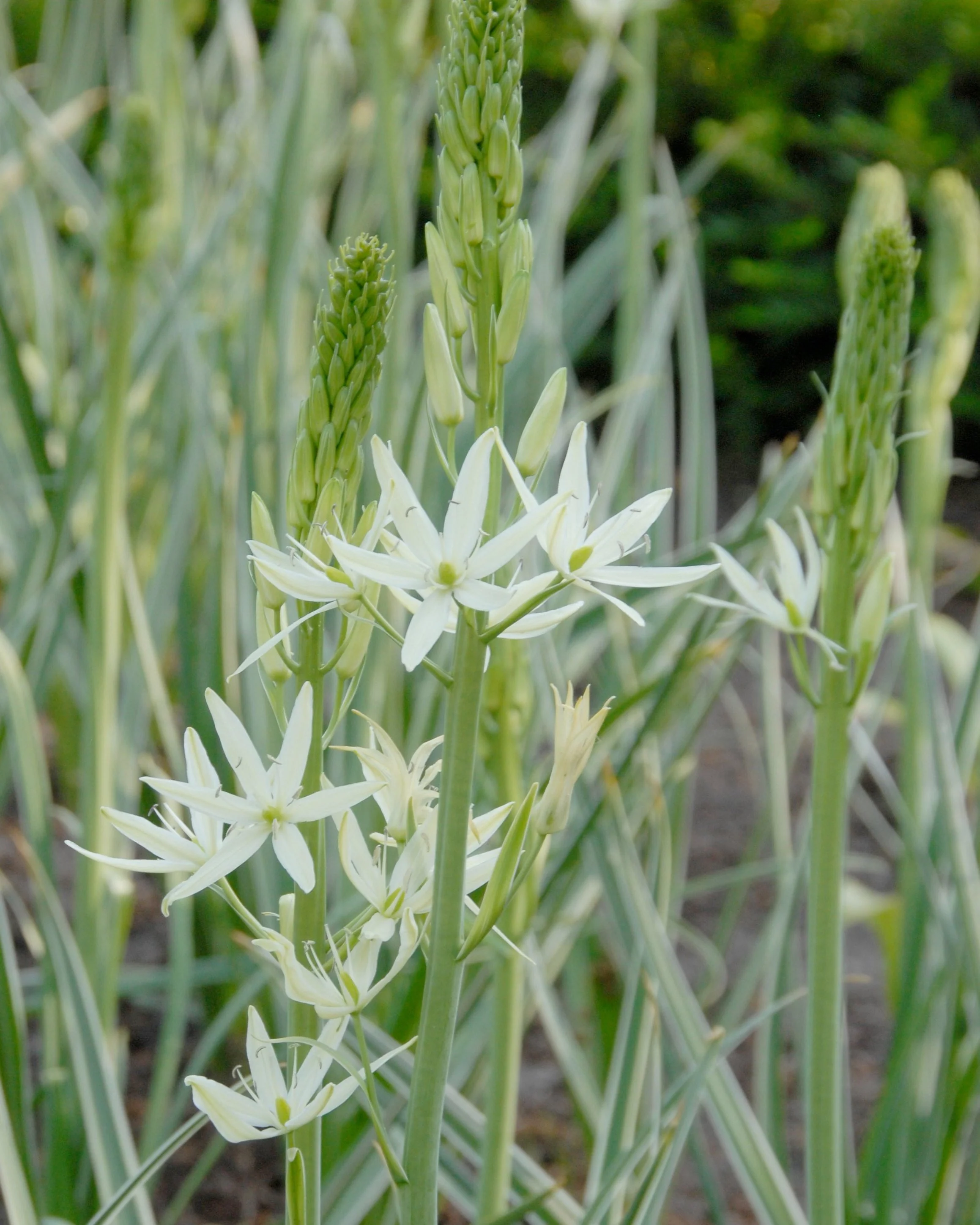 Camassia 'Sacajawea' - Image 4