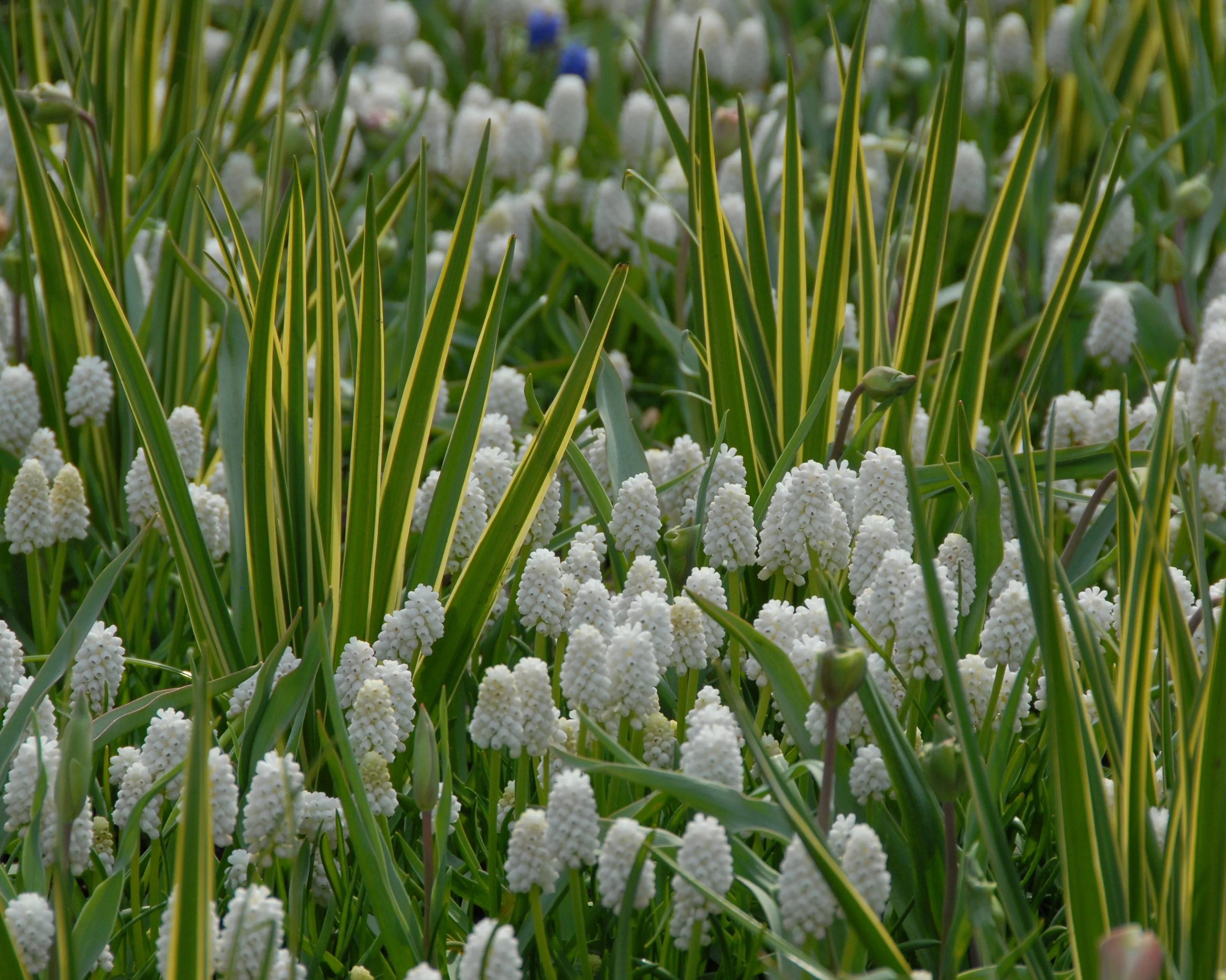 Camassia 'Sacajawea' - Image 6