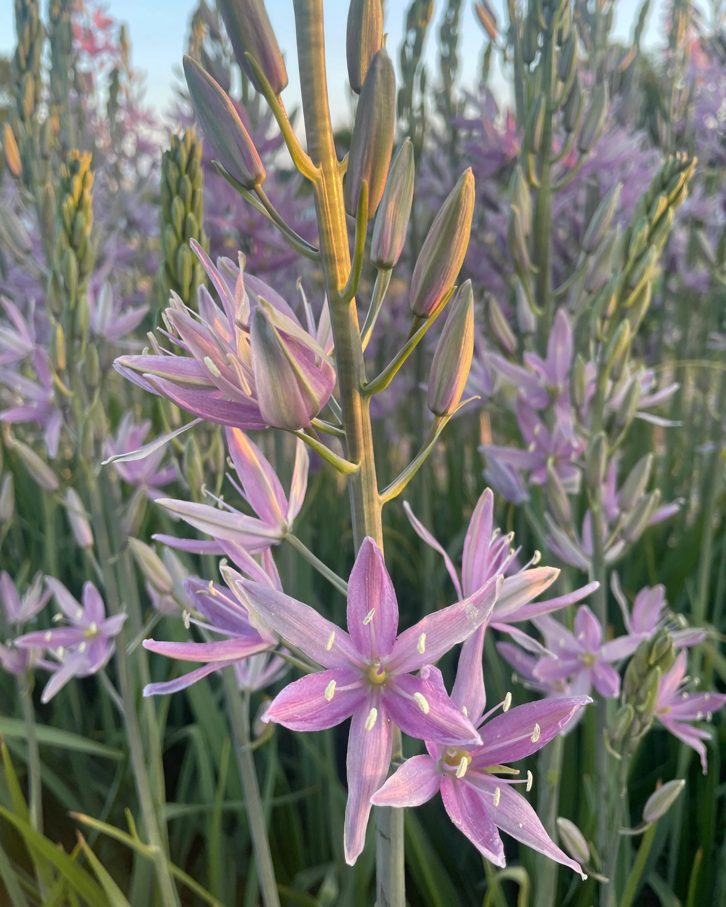 Camassia 'Sweet Candle' - Image 7
