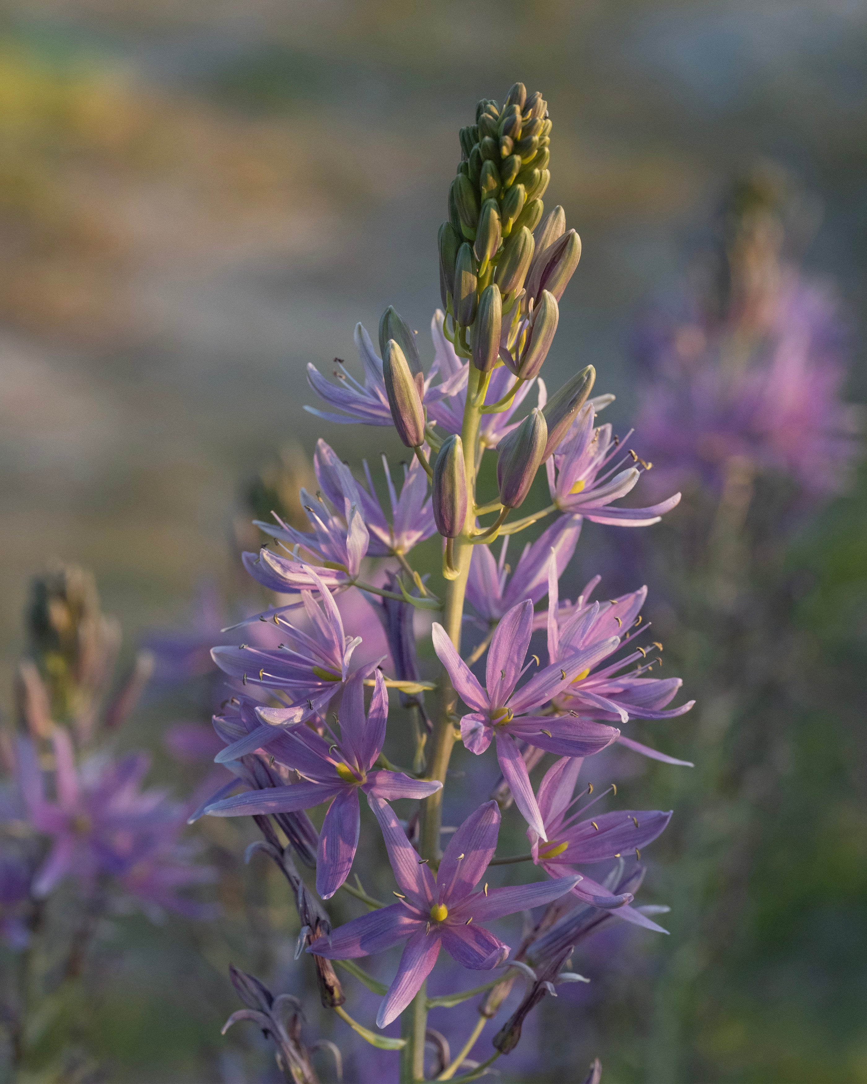 Camassia 'Violet Candle' - Image 4