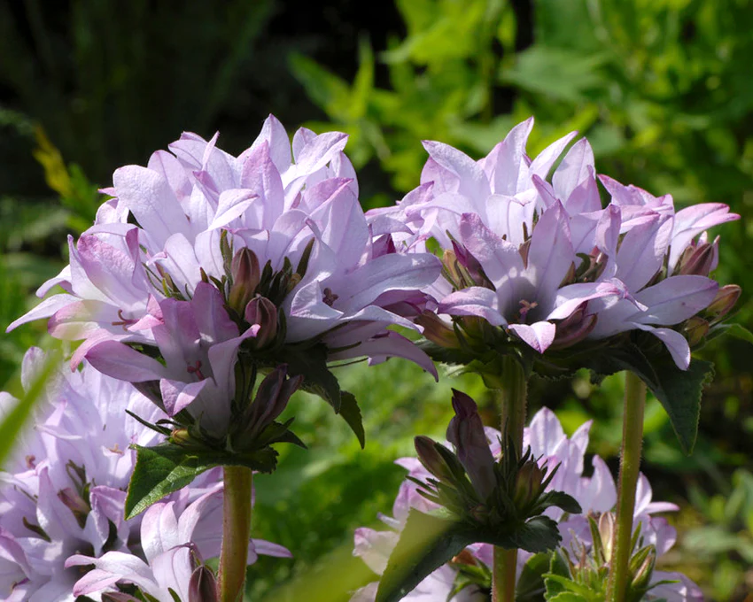 Campanula 'Caroline' - Image 3