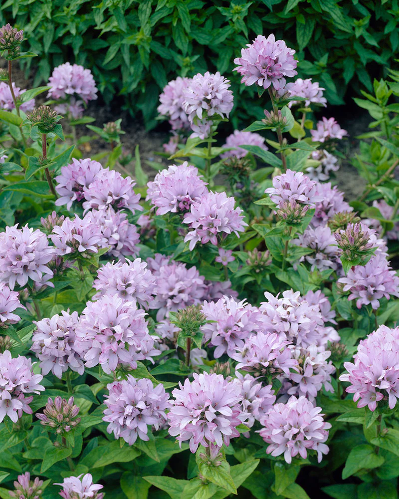 Campanula 'Caroline' - Image 5